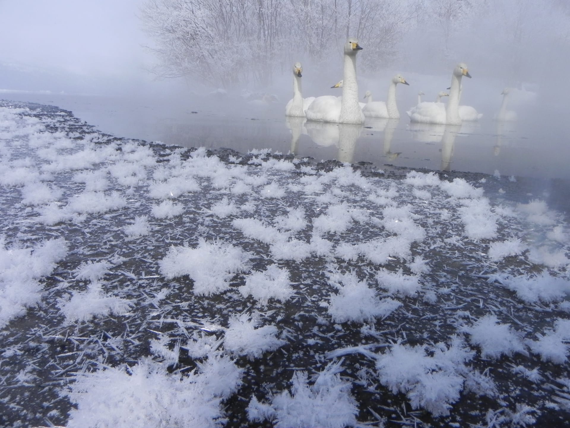 Lake Akan Shimo-no-hana (Frost Flowers)