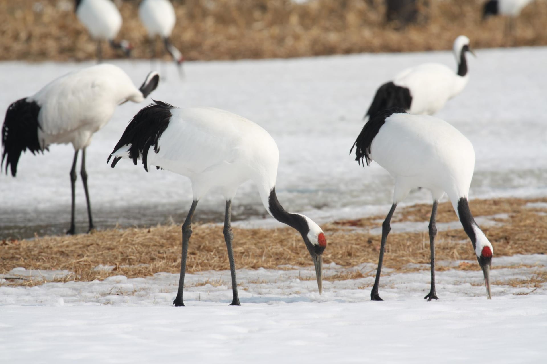 Tancho Crane Courtship Dance