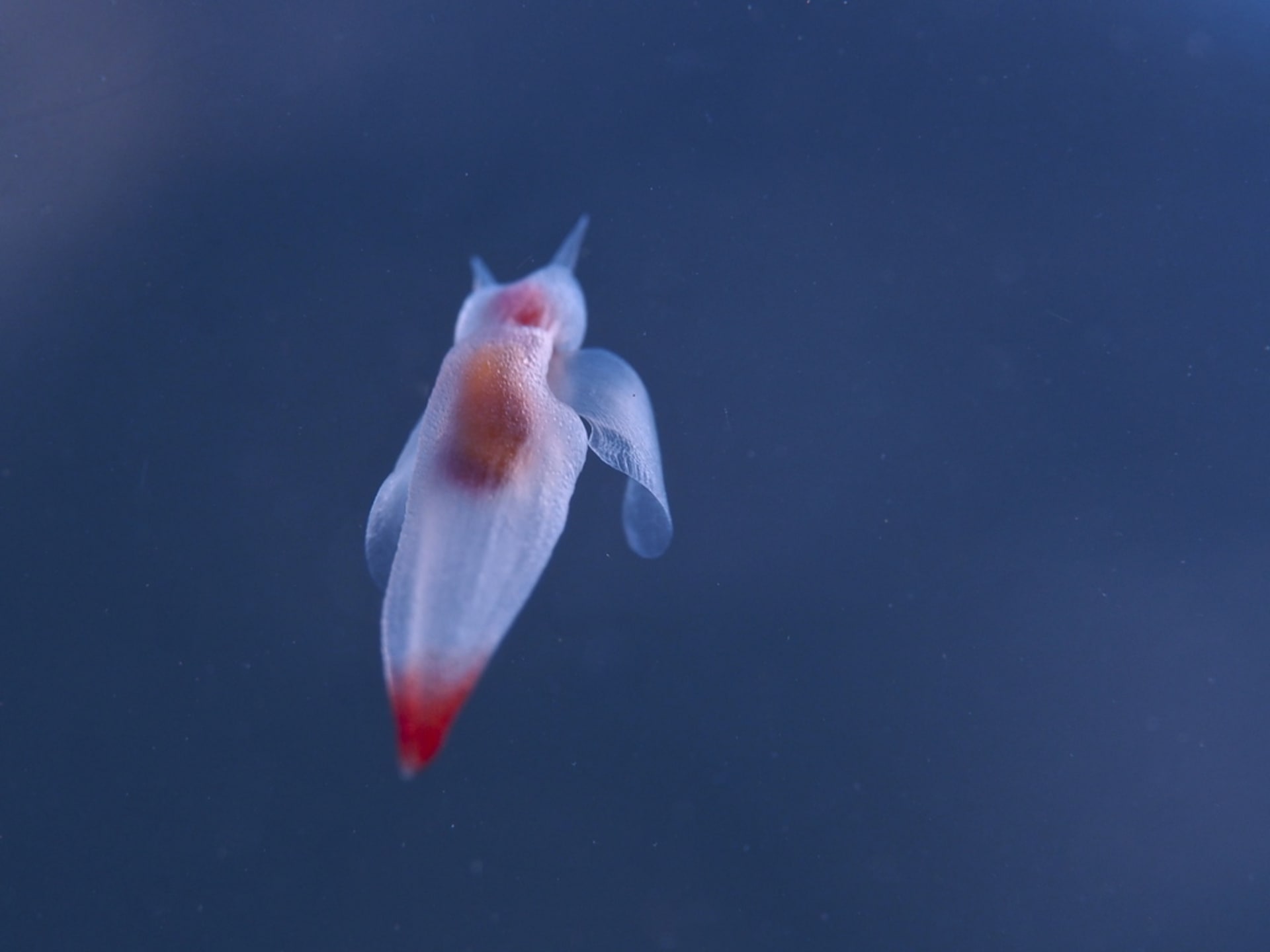 Clione (Sea Angels) on Okhotsk Drift Ice