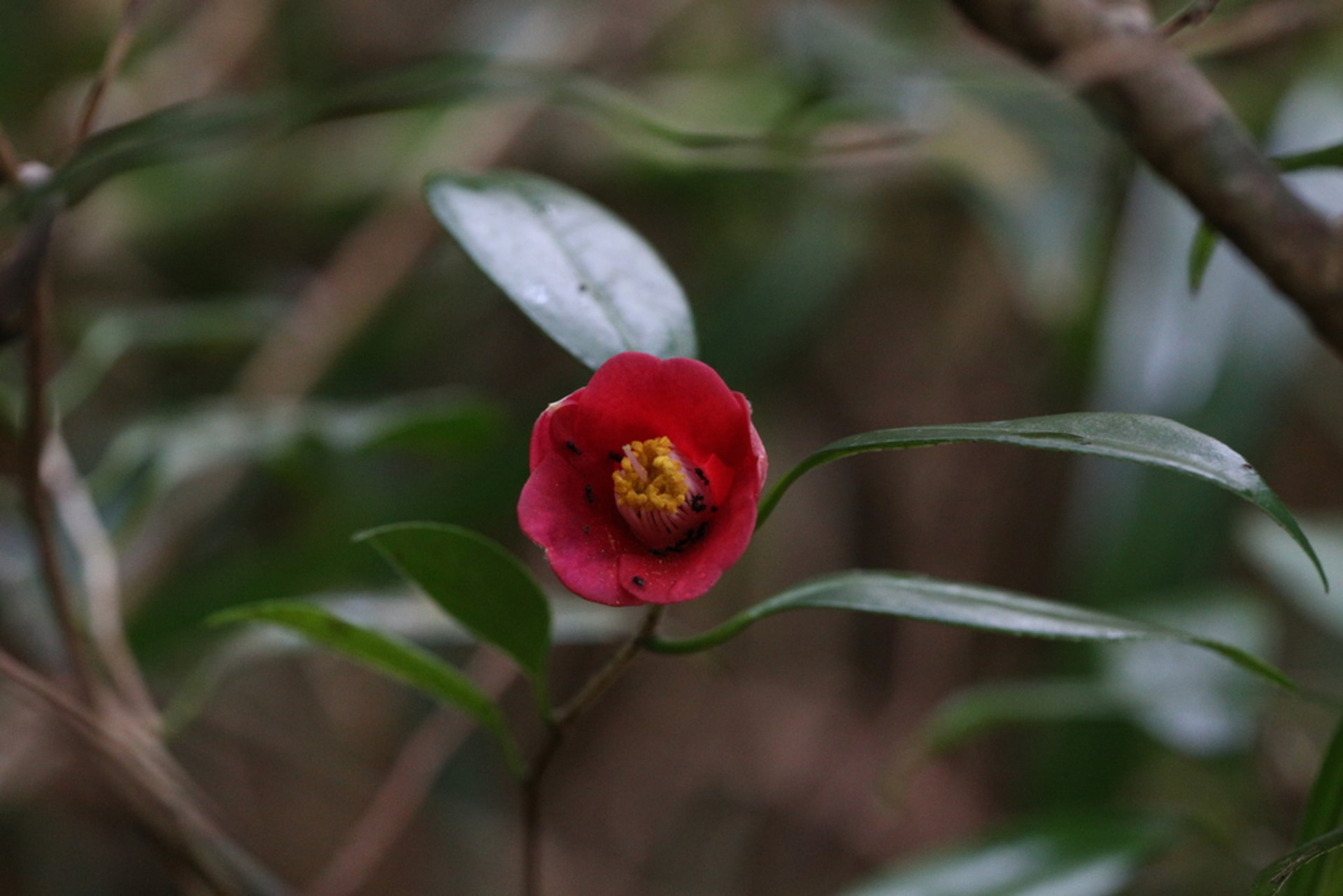Izu Oshima Camellia Bloom