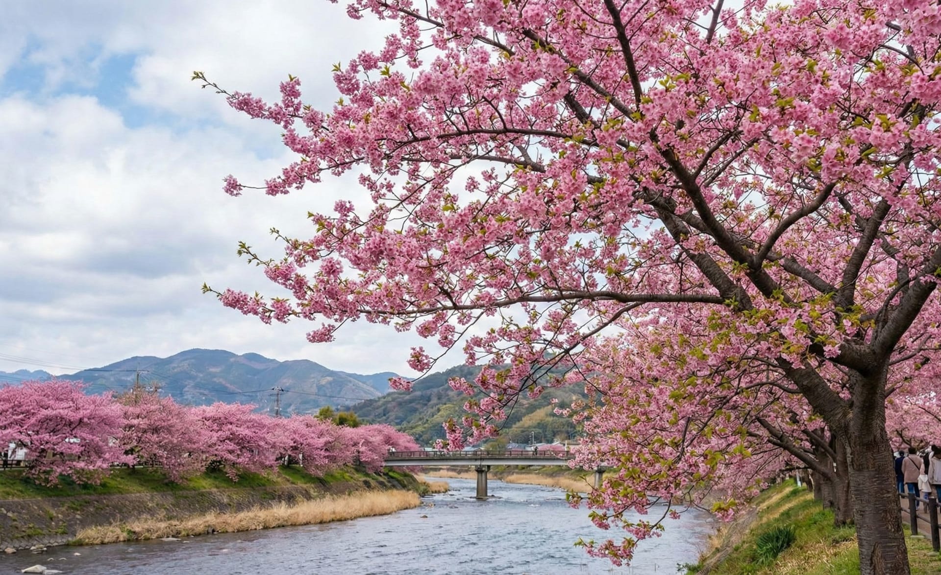 Kawazu Zakura Early Cherry Blossoms