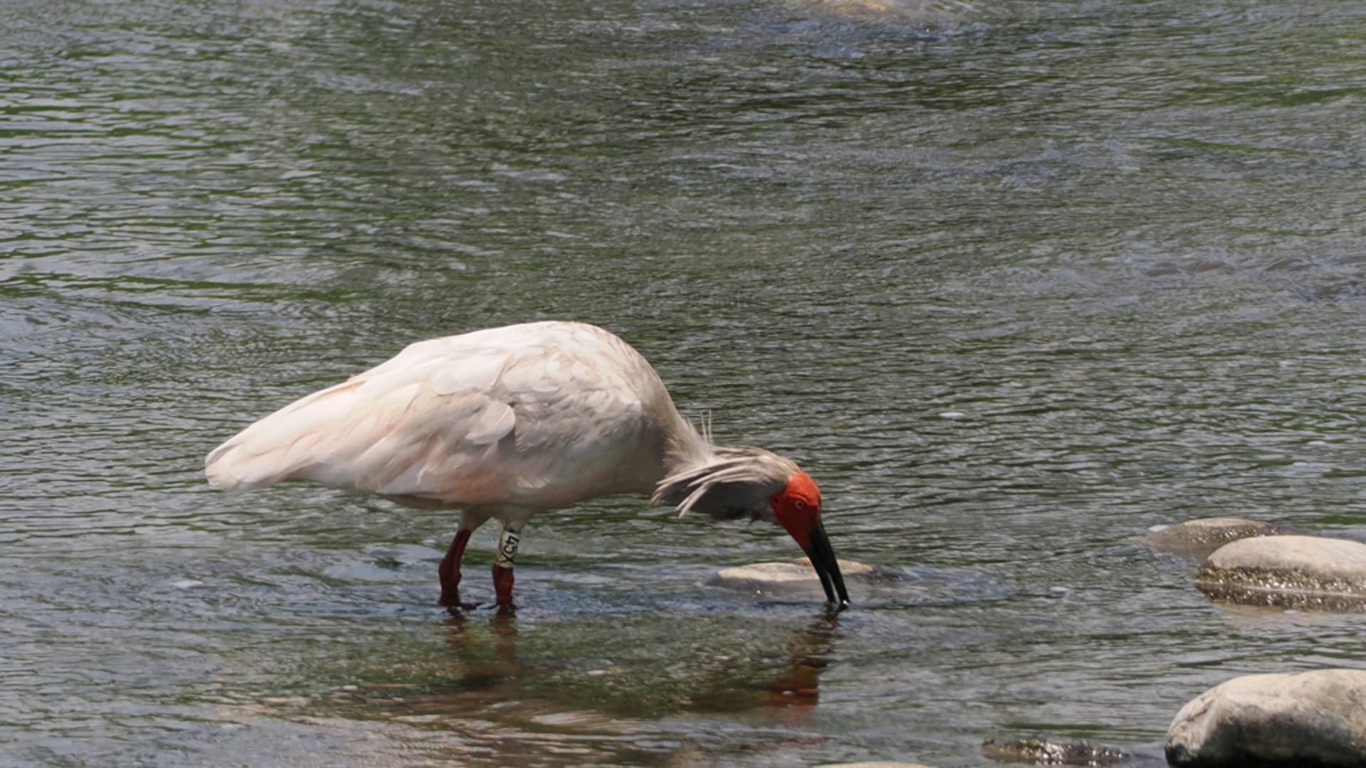 Sado Toki (Crested Ibis) Viewing Season