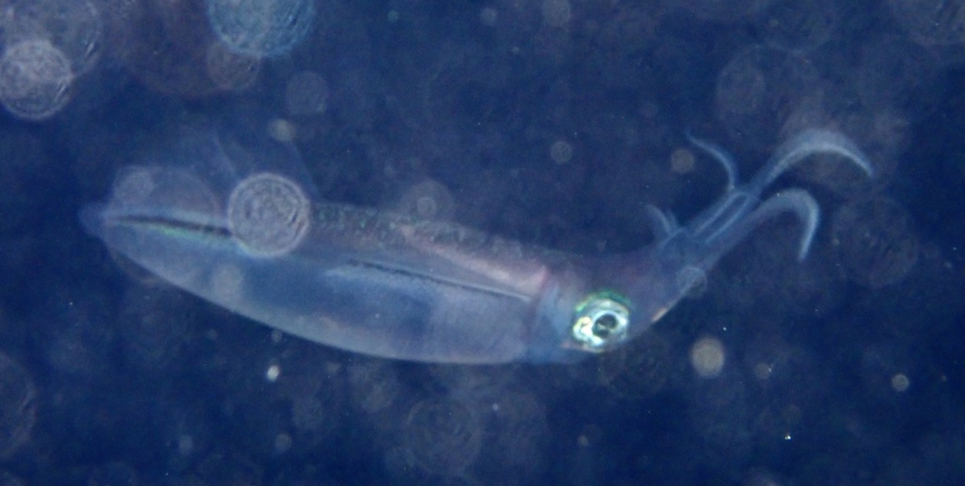 Aori-ika (bigfin reef squid) egg-laying, Izu Peninsula
