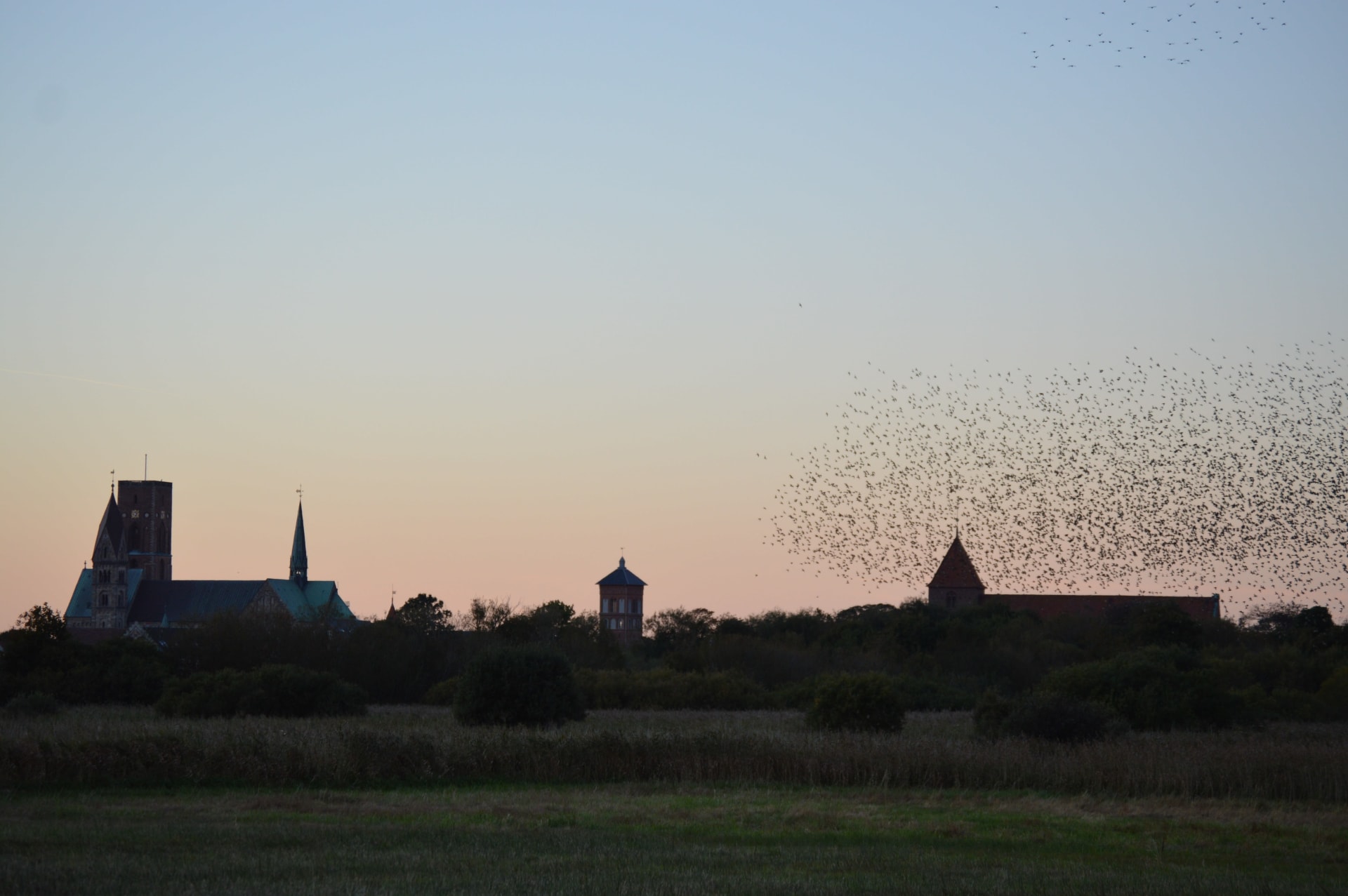 Black Sun (Sort Sol) Starlings