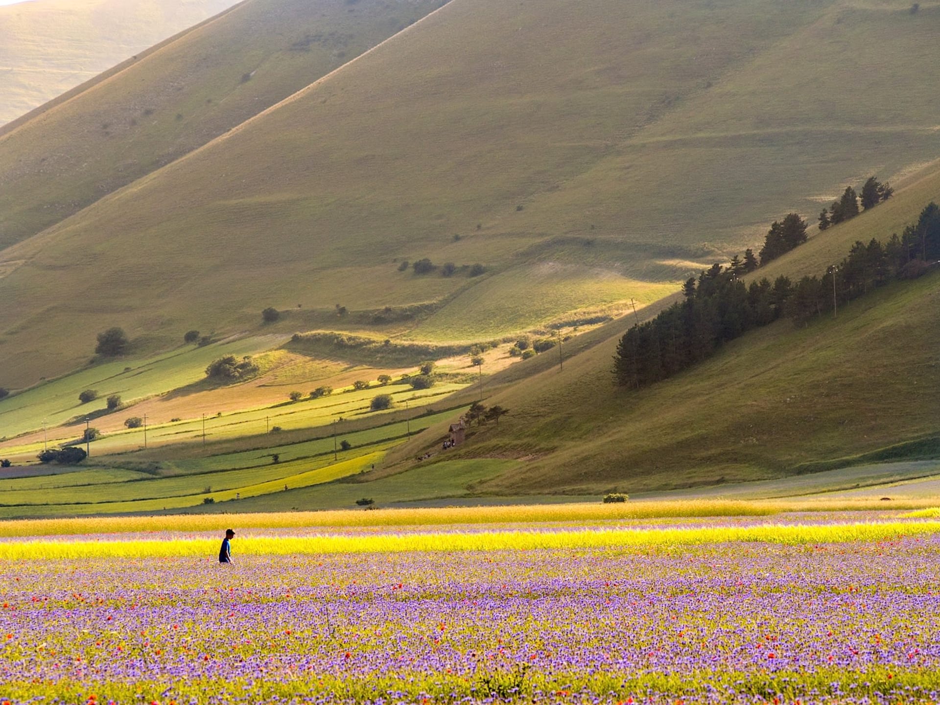Castelluccio La Fiorita (Piano Grande wildflower mosaic)