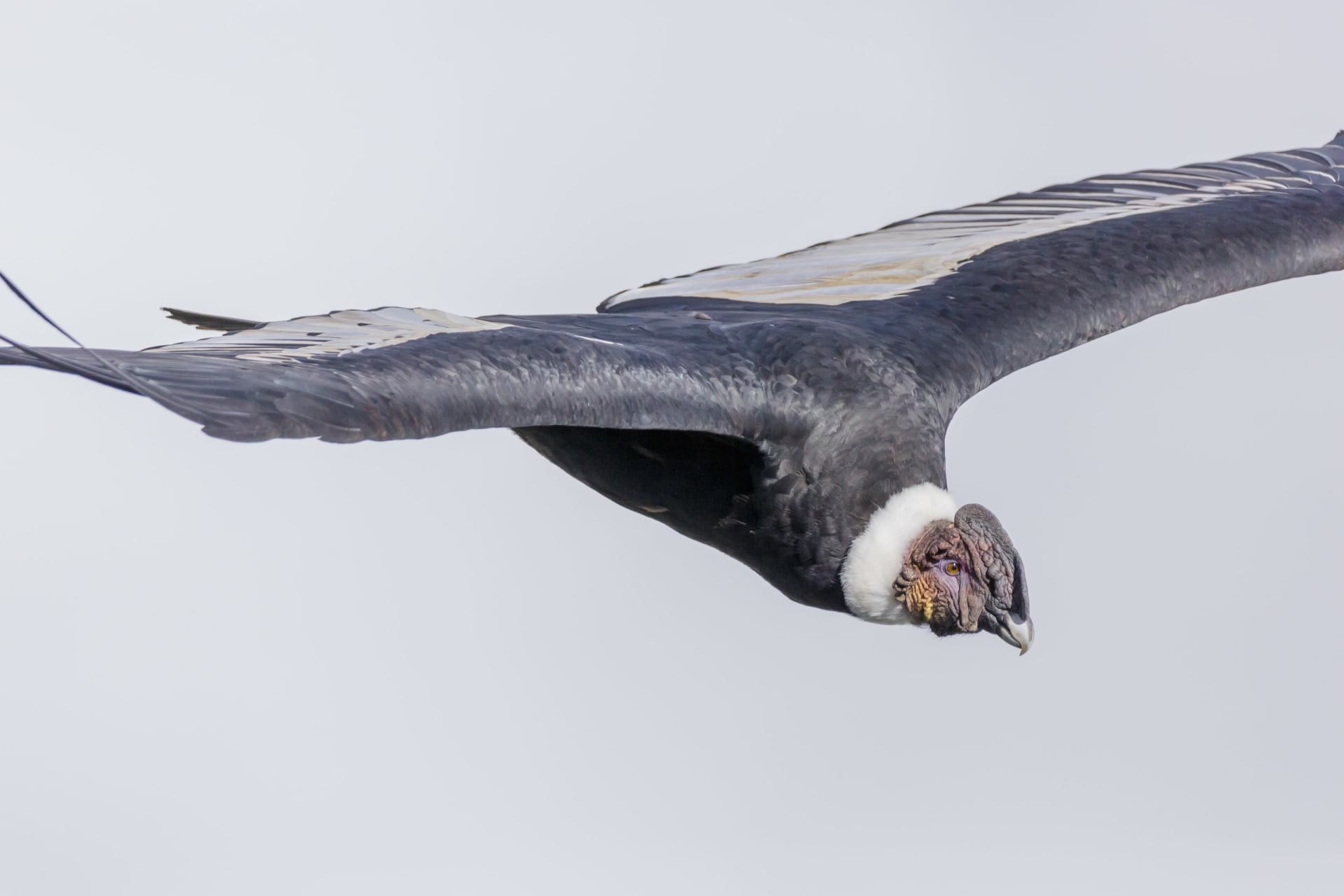 Colca Canyon Condor Morning Thermal Spirals