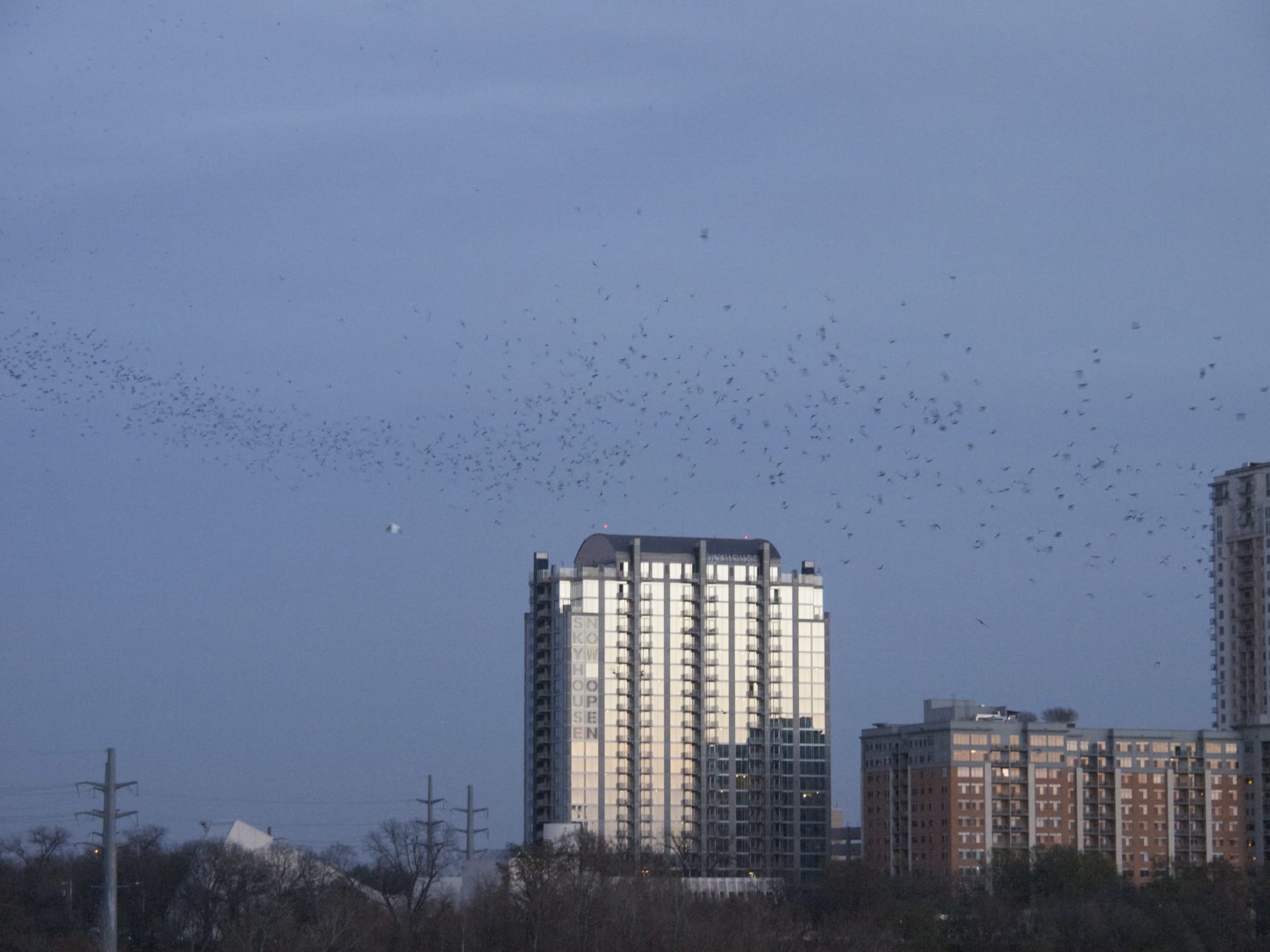 Congress Avenue Bridge Bat Emergence