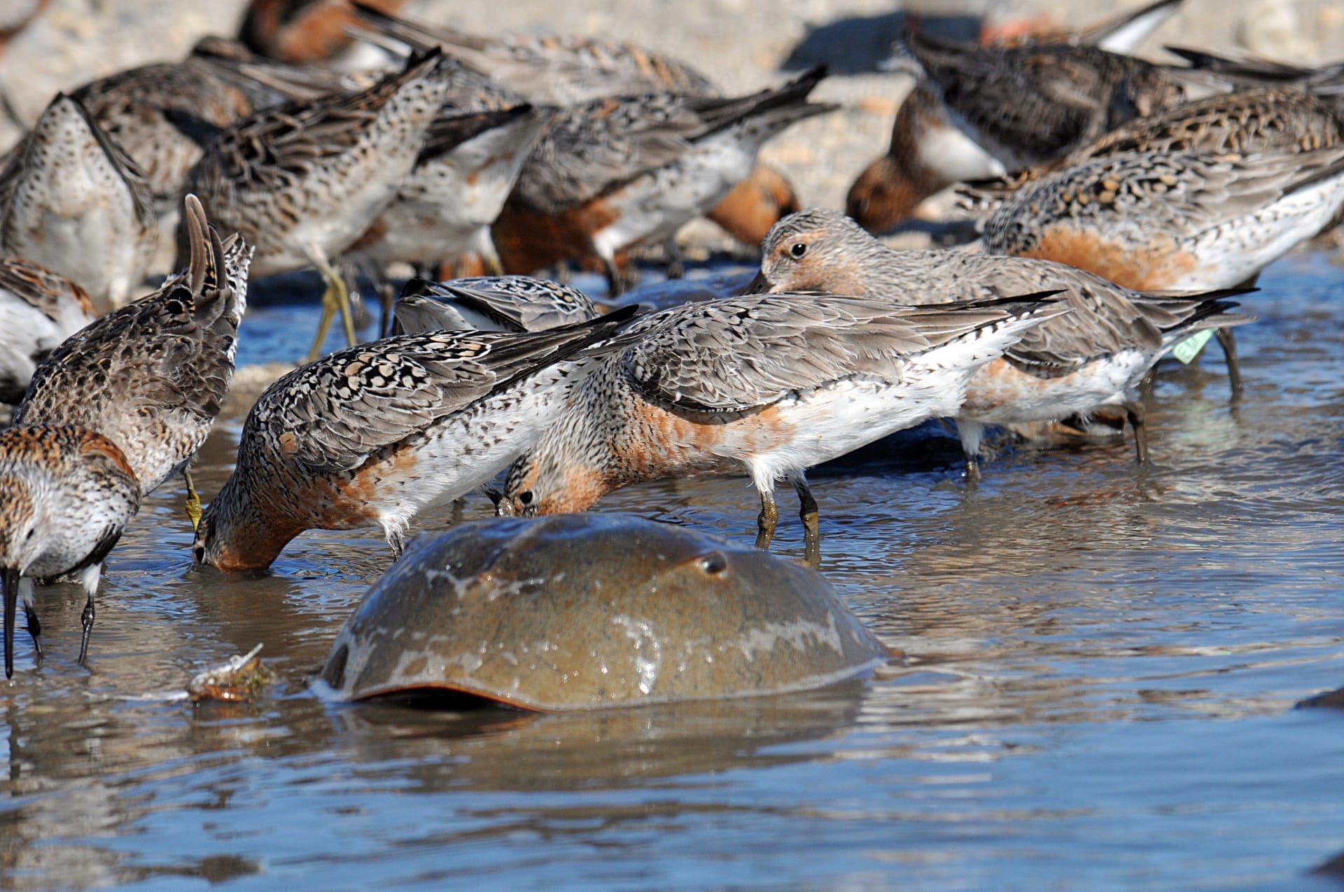 Delaware Bay Red Knot and Horseshoe Crab Spawn
