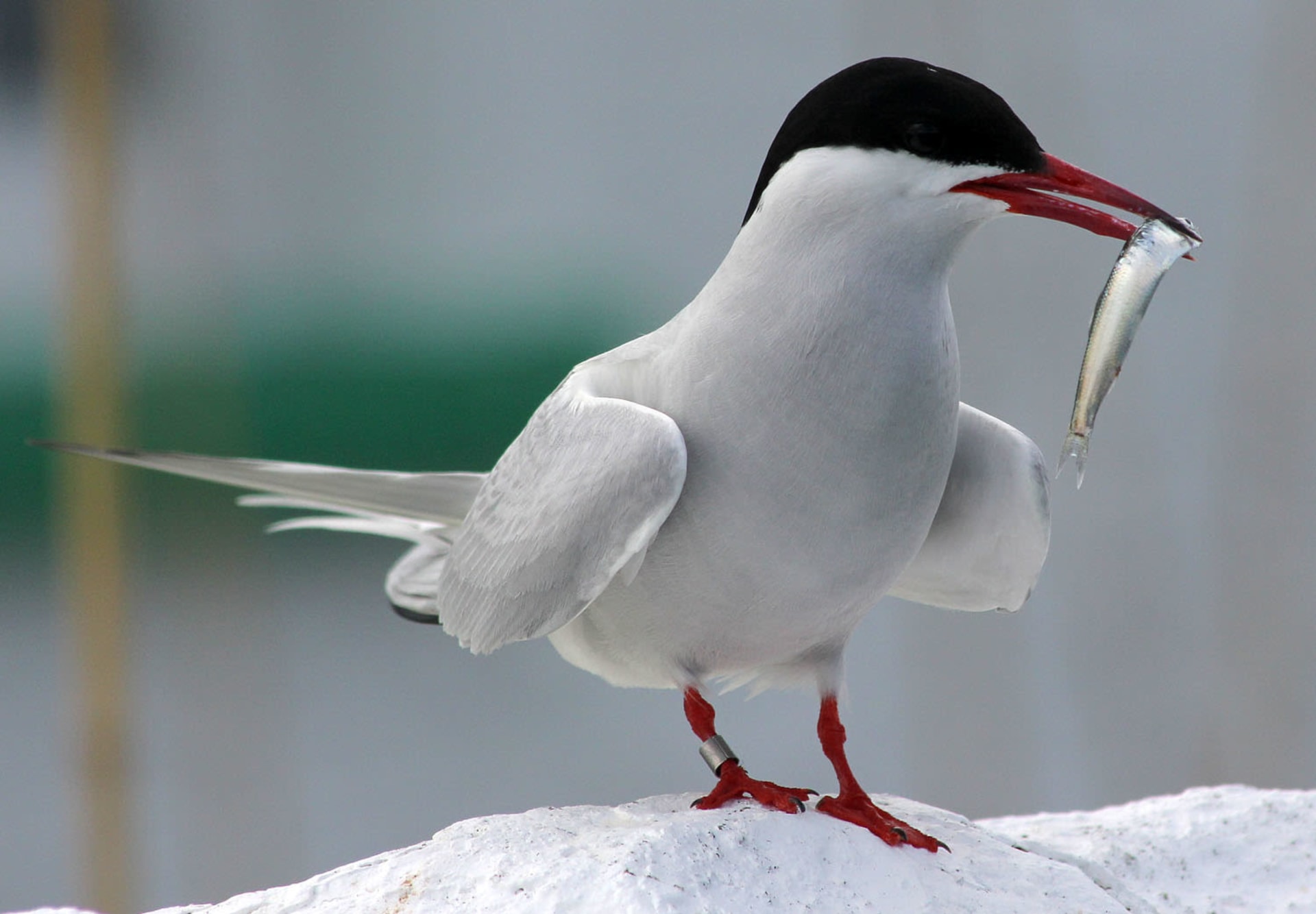 Farne Islands Arctic Tern Nesting Season