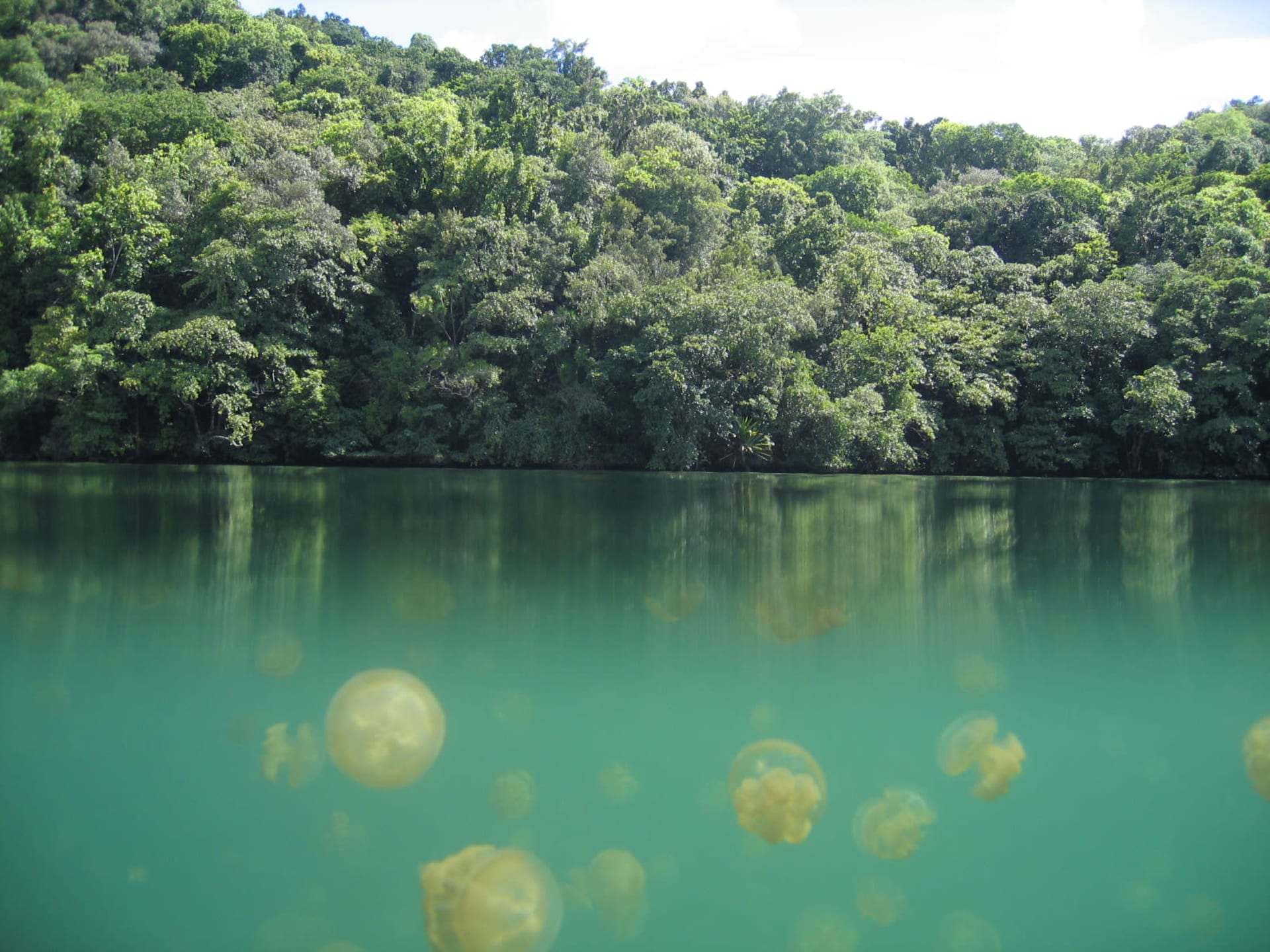 Golden Jellyfish Swarm (Jellyfish Lake, Ongeiml Tketau)
