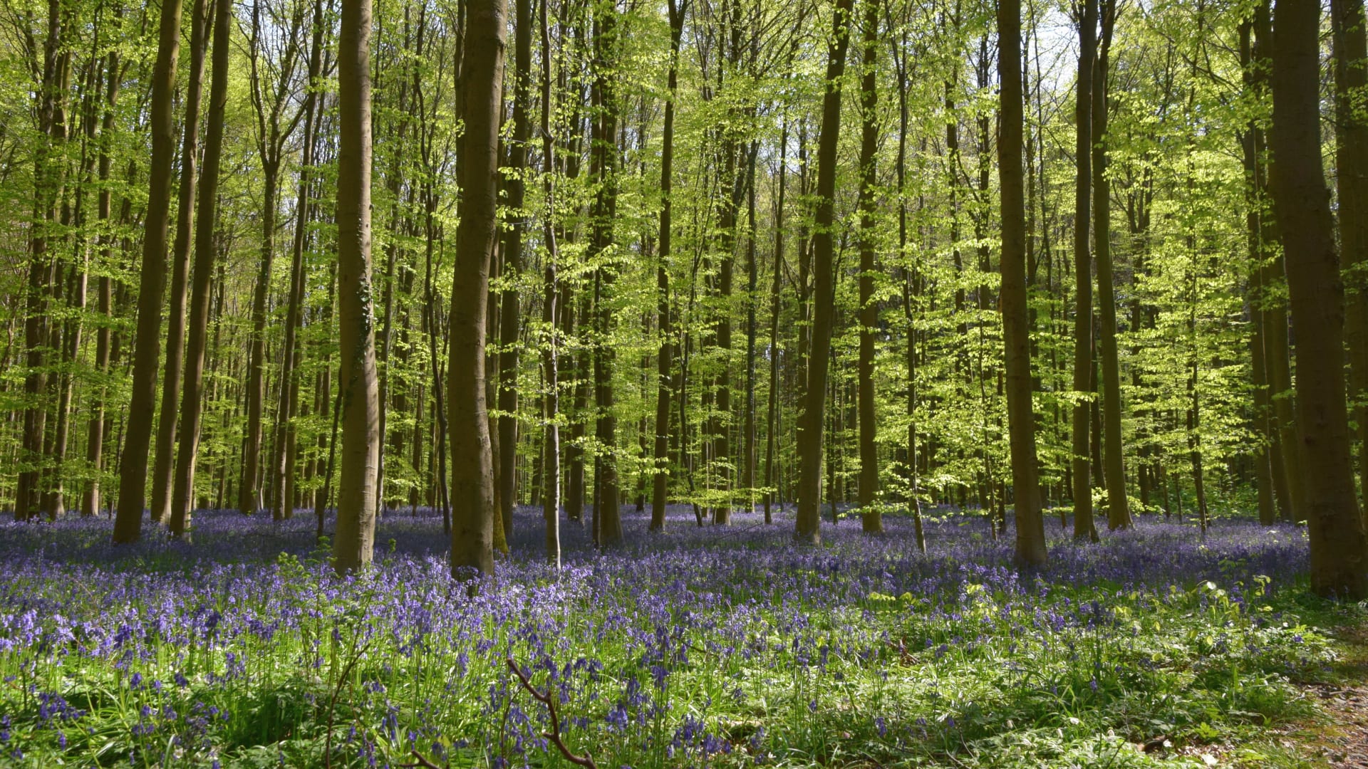 Hallerbos Bluebell Carpet
