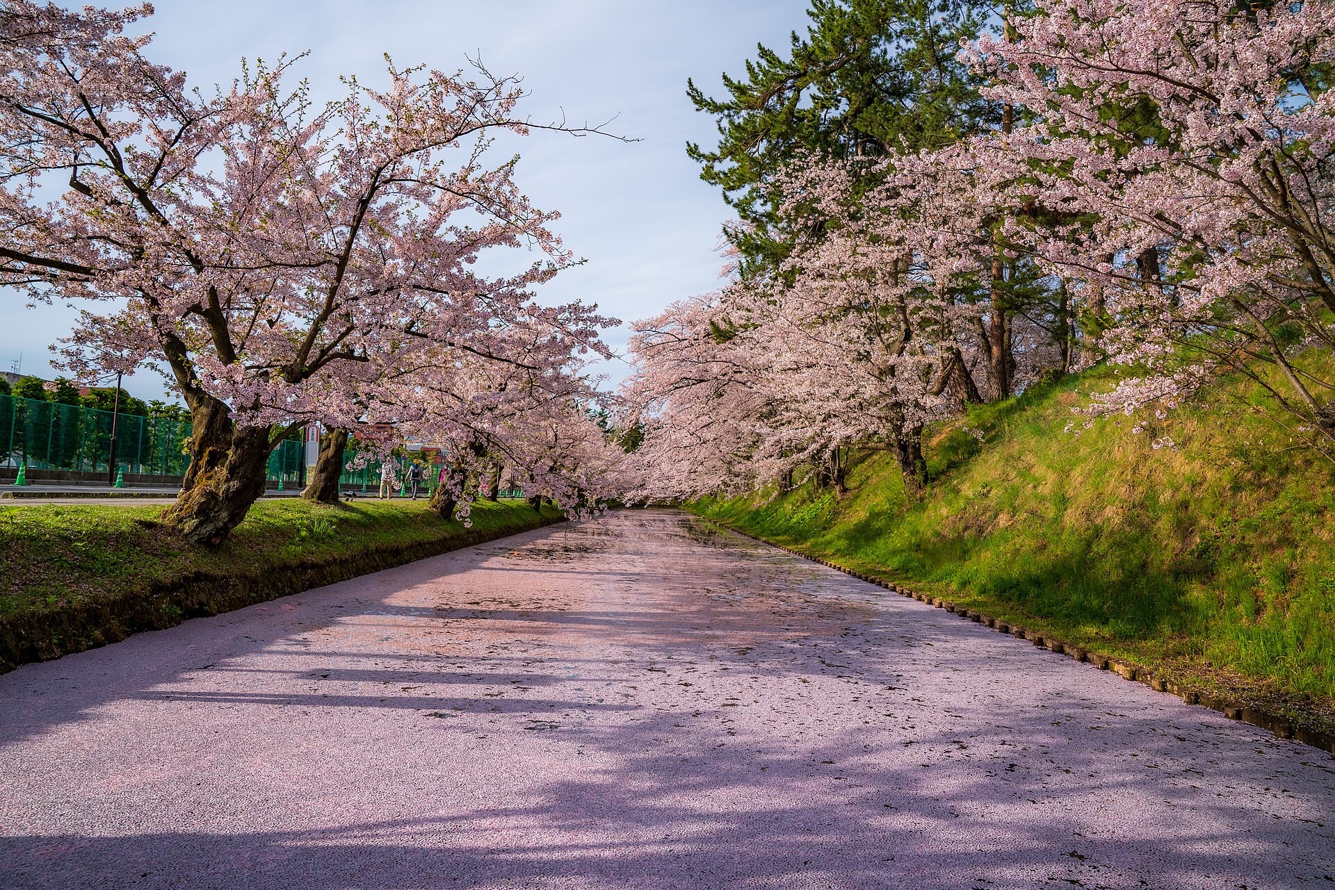 Hanaikada Cherry Blossom Rafts (Hirosaki)