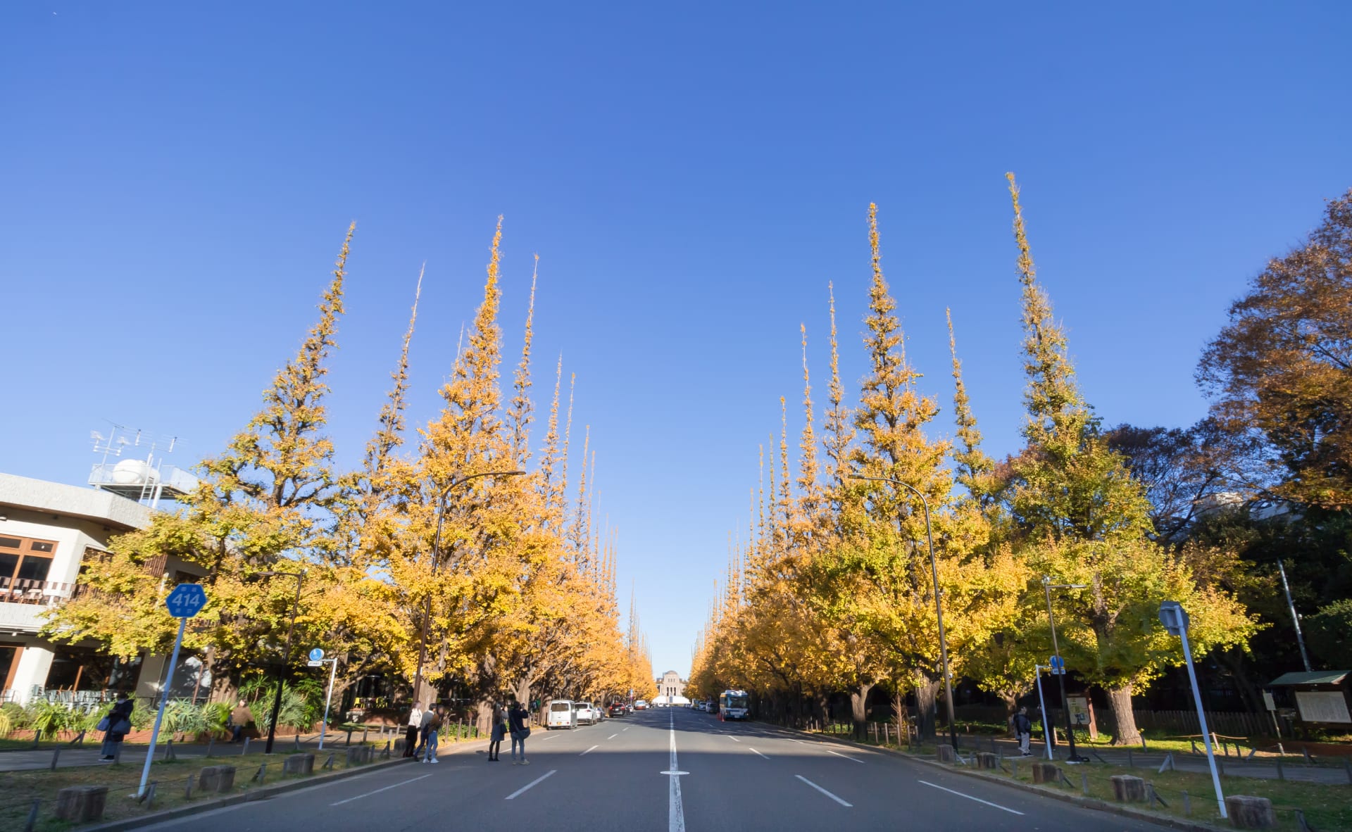 Icho Namiki Ginkgo Gold (Tokyo)