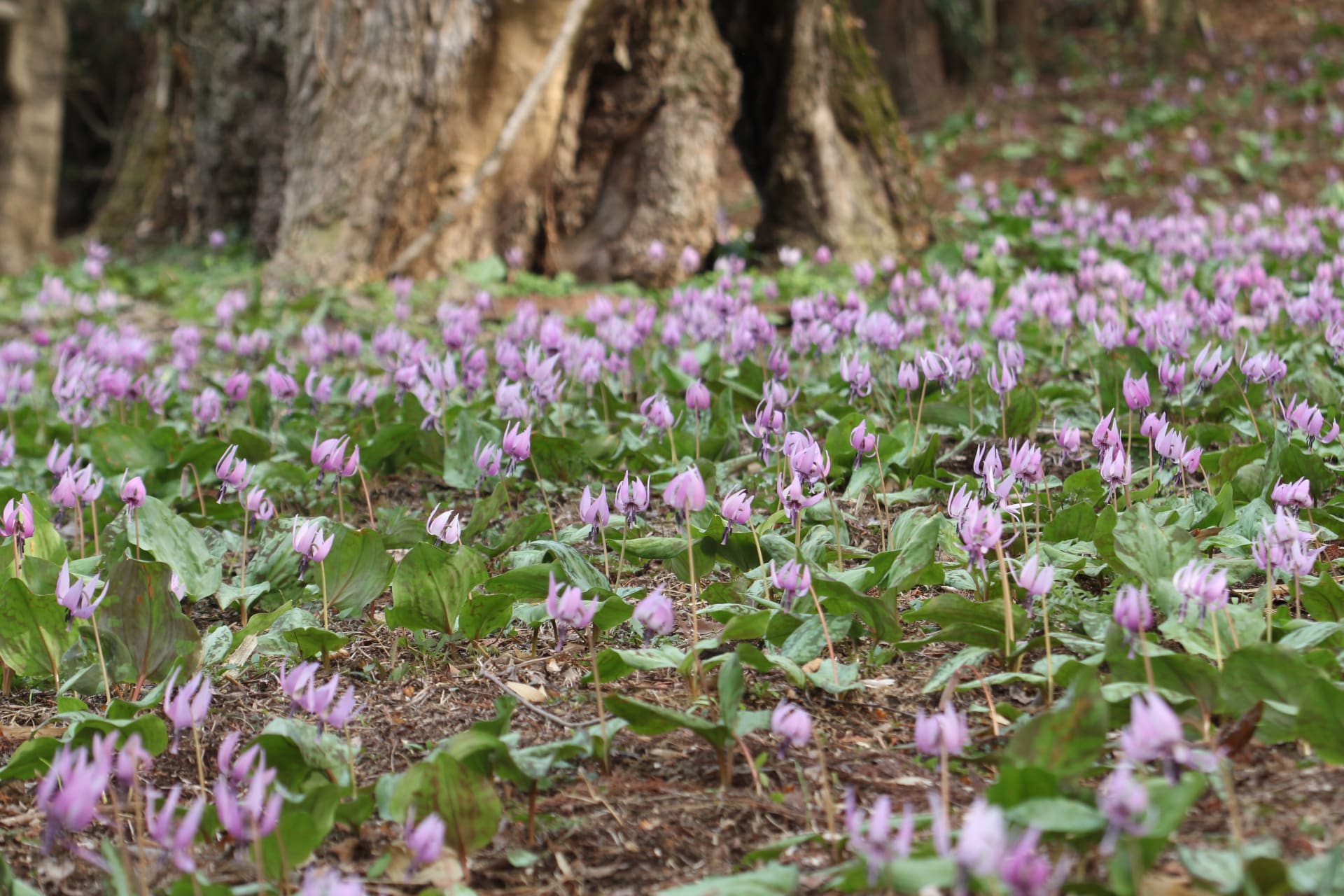 Katakuri (Dogtooth Violet) Forest Carpet