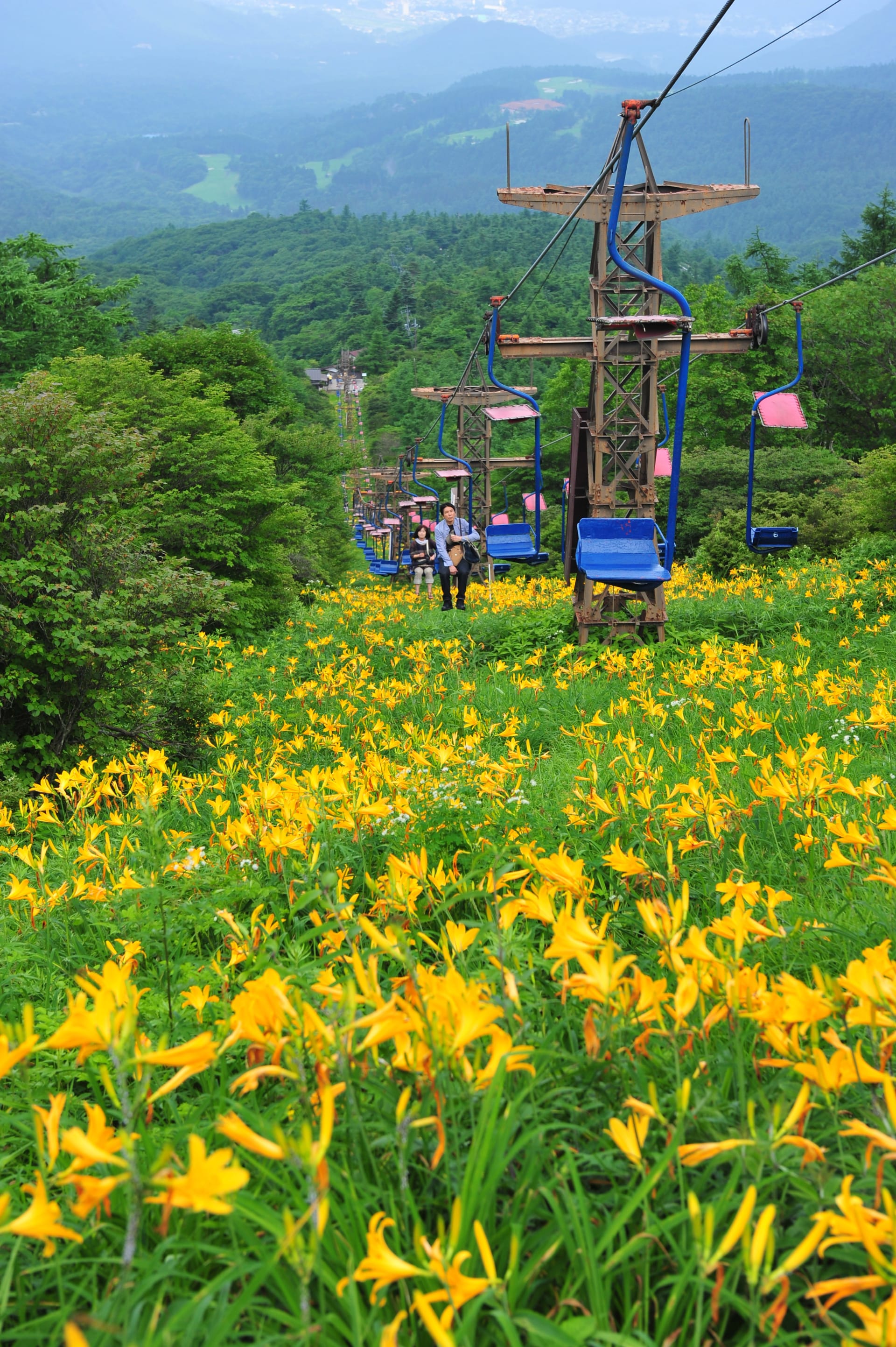 Kirifuri Plateau Nikko-kisuge Daylily Bloom