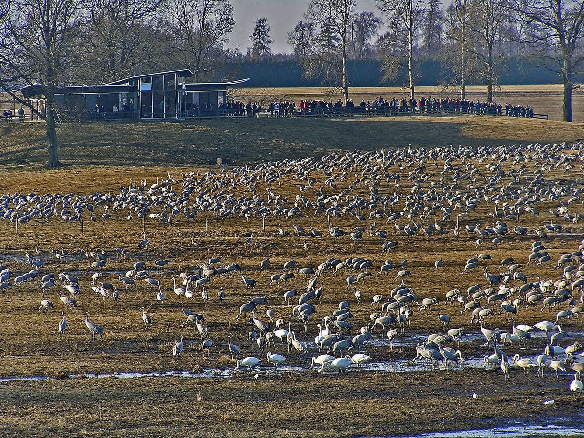 Lake Hornborga Common Crane Spring Dance