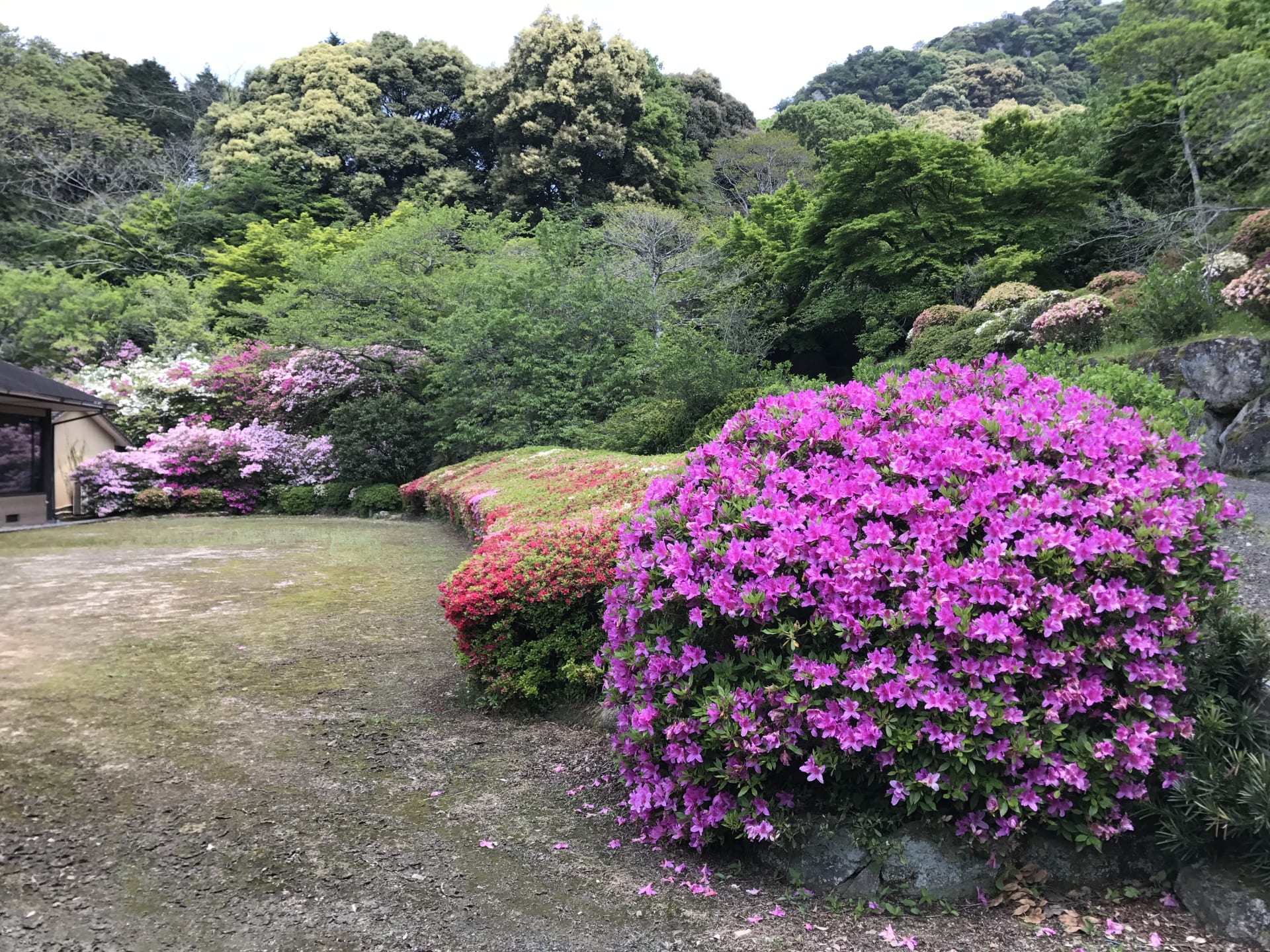 Mifuneyama Rakuen Azalea Spring