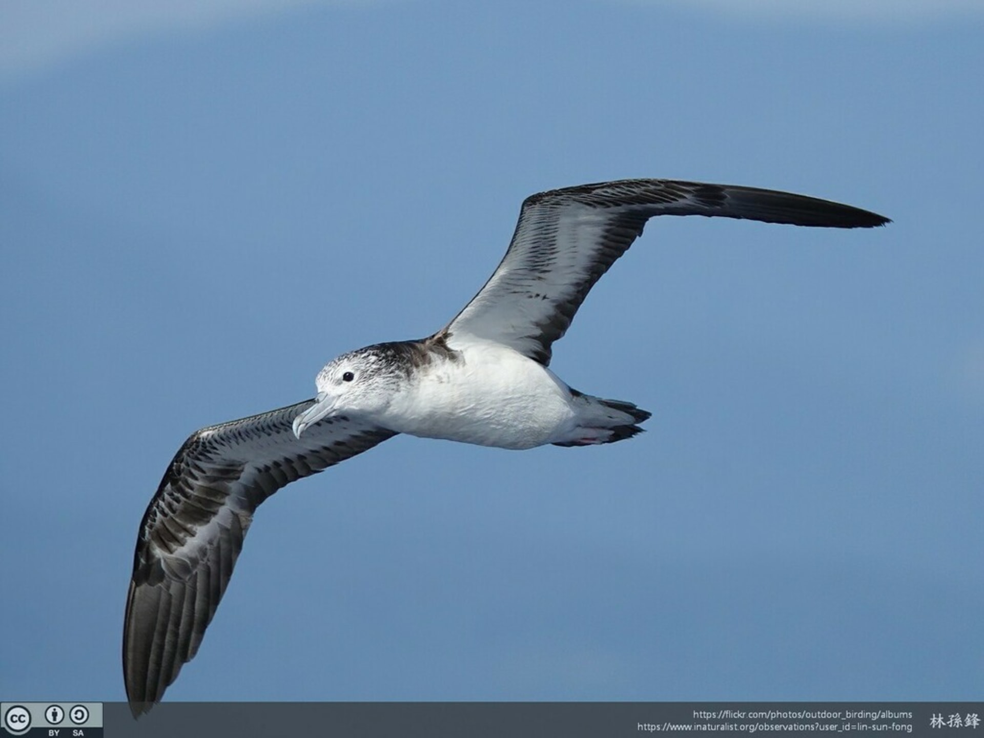 Miyakejima Streaked Shearwater Breeding Colony