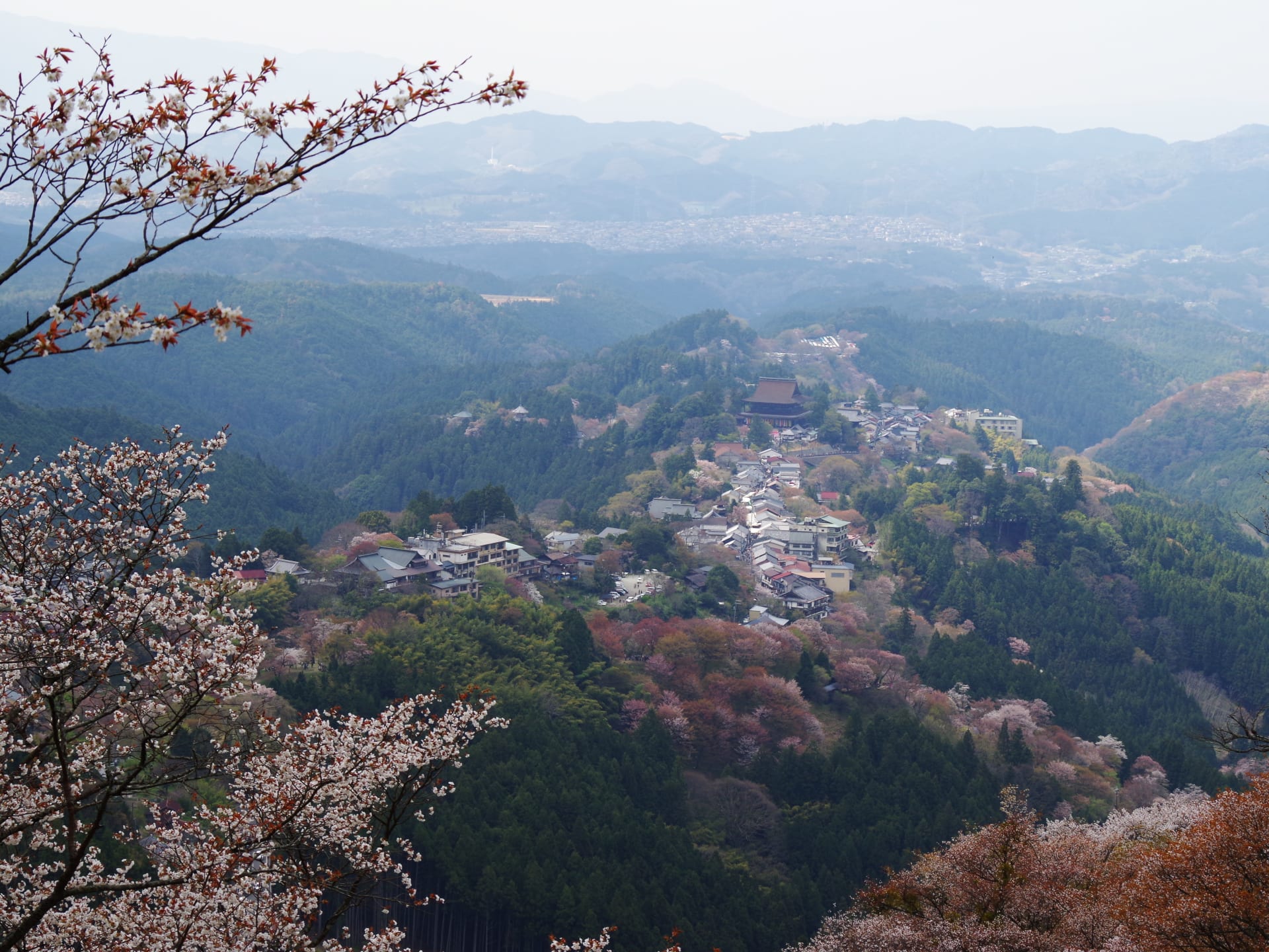 Mount Yoshino Senbonzakura Bloom