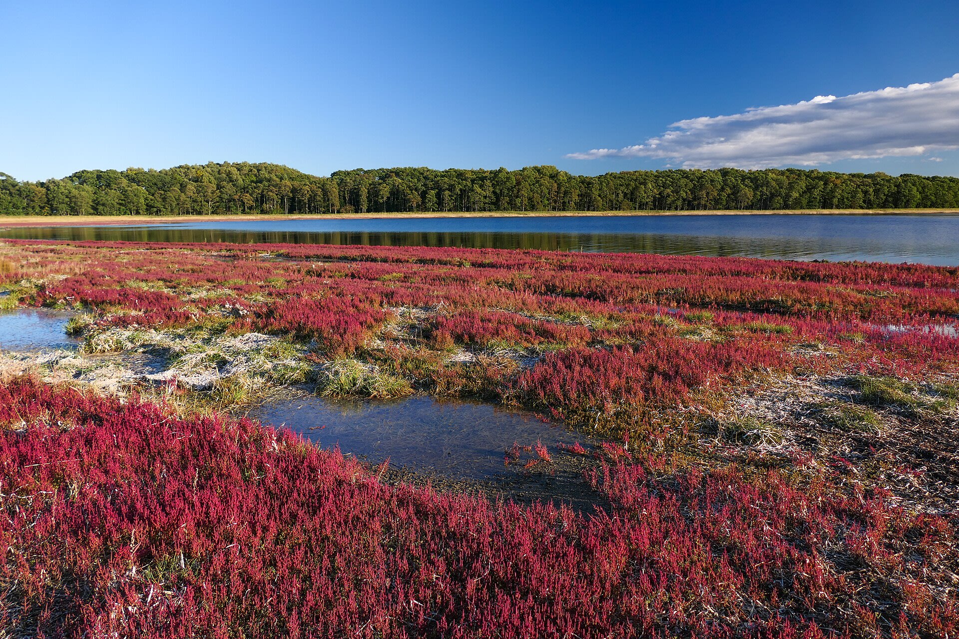 Notoro Lake Sango Grass Red Carpet