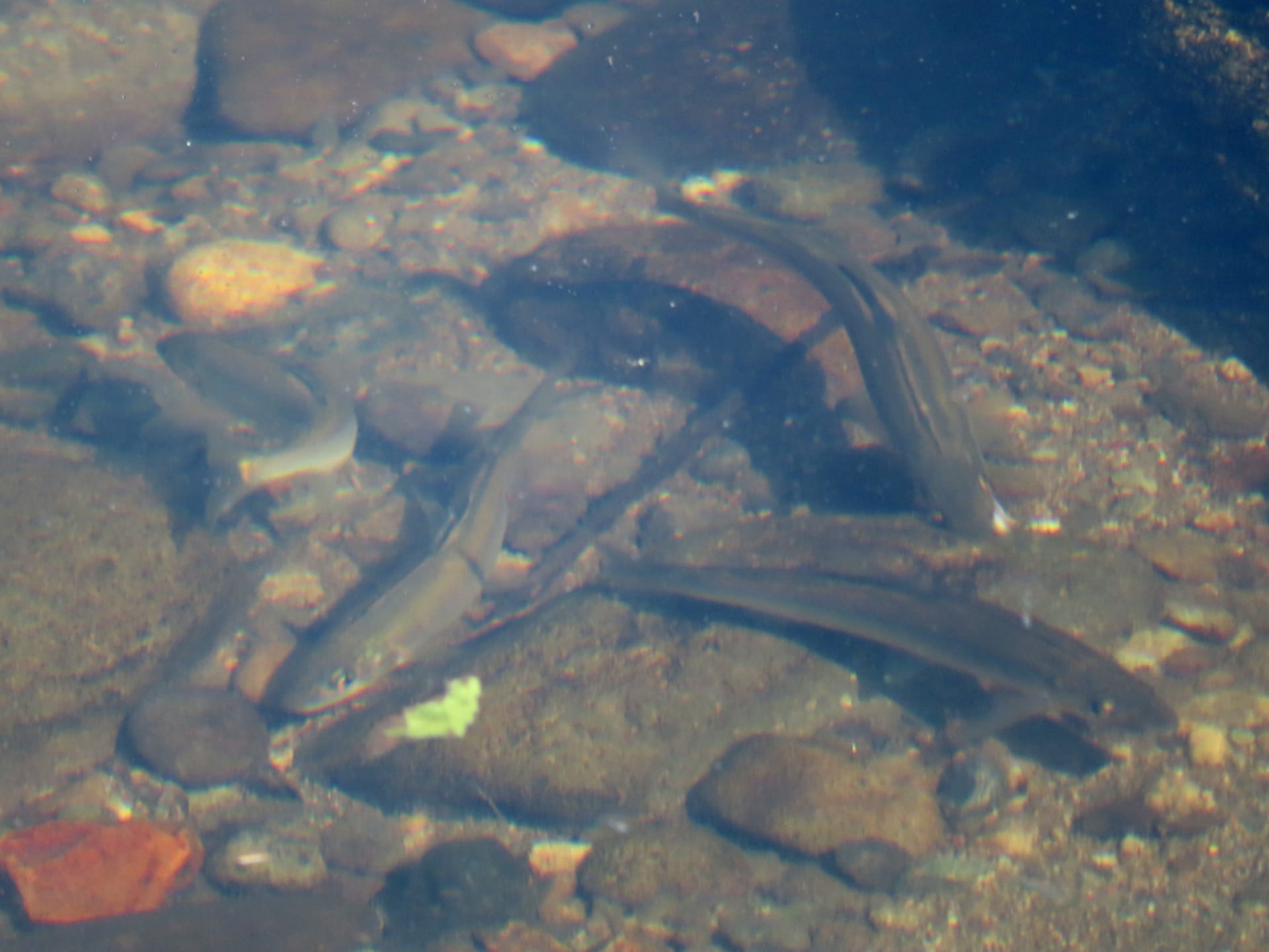 Ochi Ayu Sweetfish Spawning Run