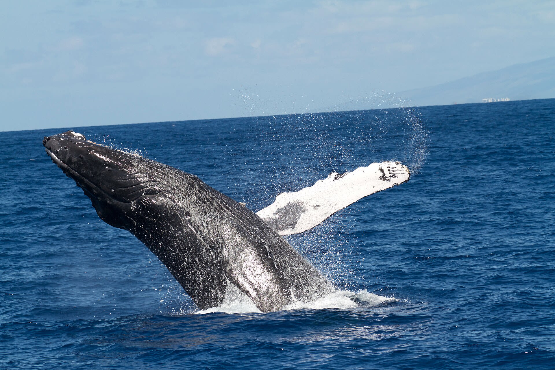 Ogasawara Humpback Whale Season
