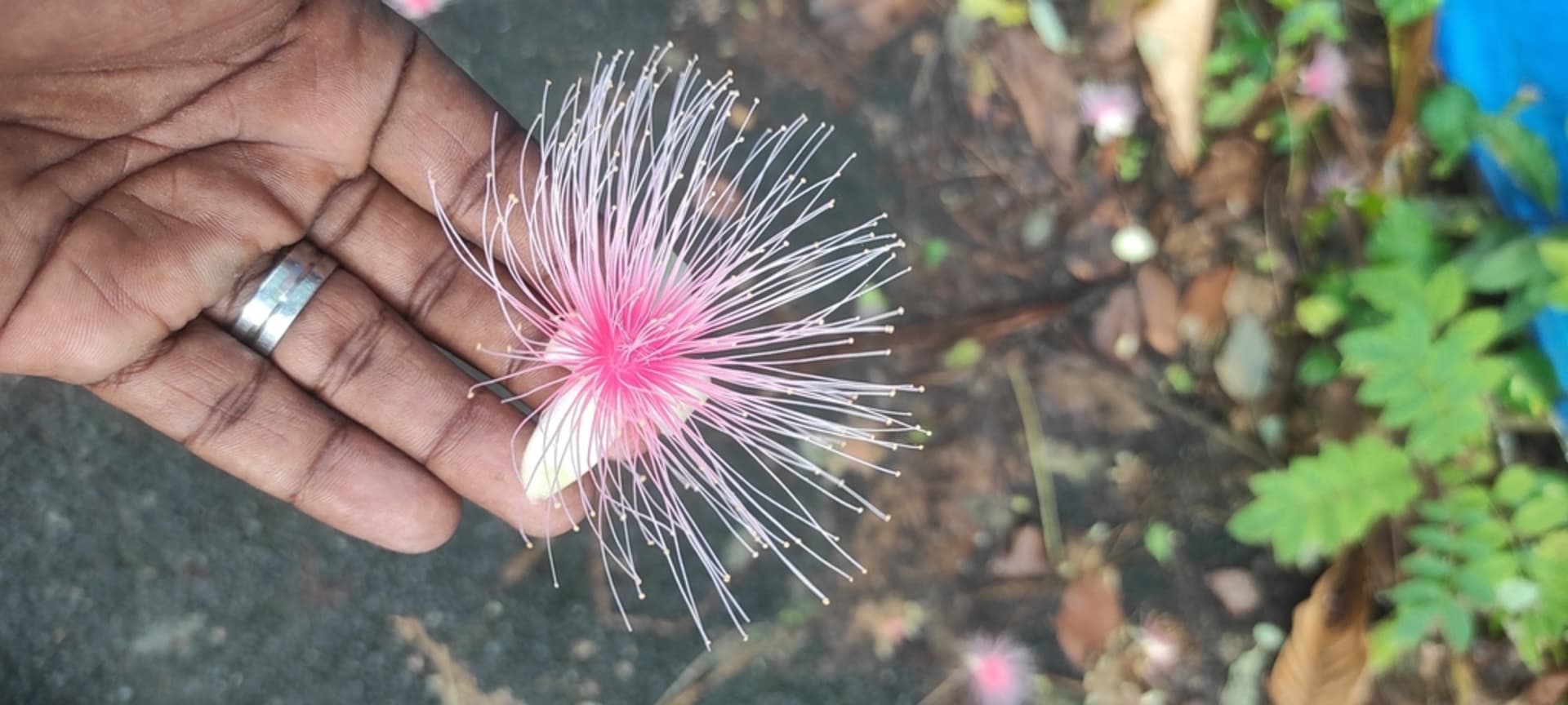 Sagaribana Night Bloom (Iriomote)