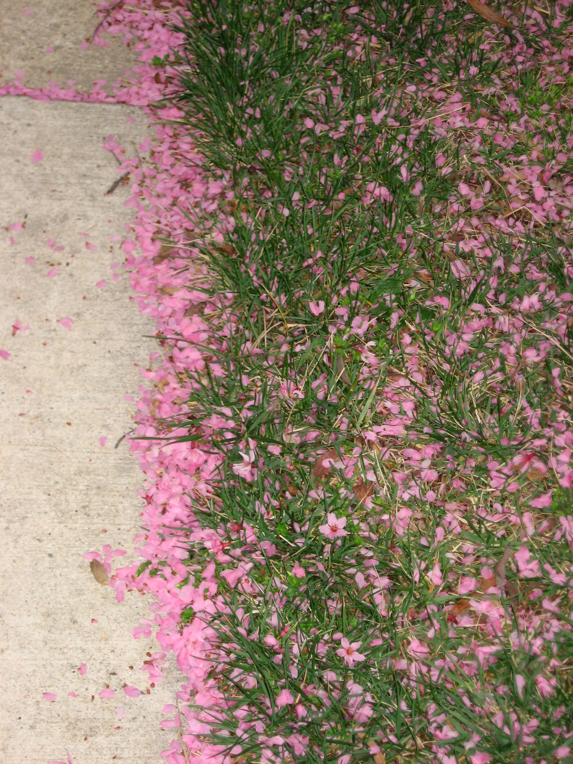 Sakura Fubuki (Cherry Blossom Petal Blizzard)