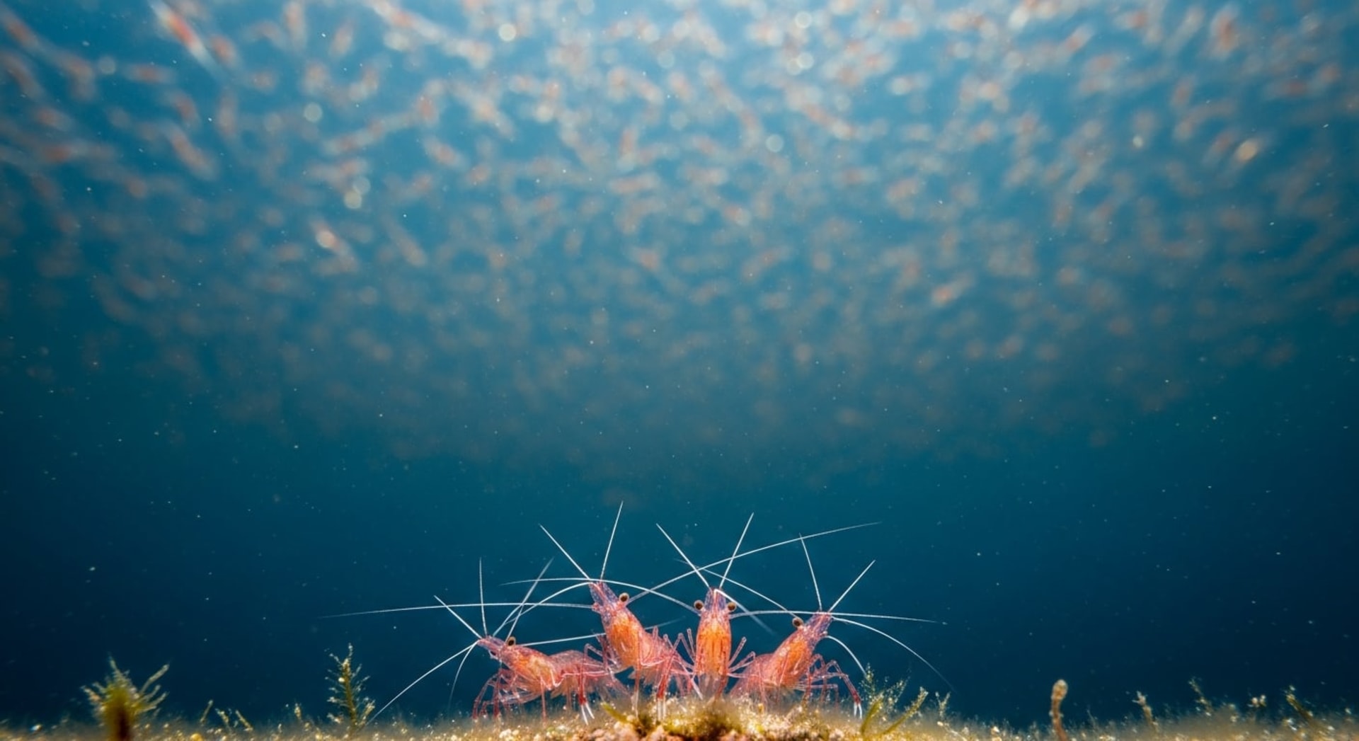 Sakura Shrimp Swarms