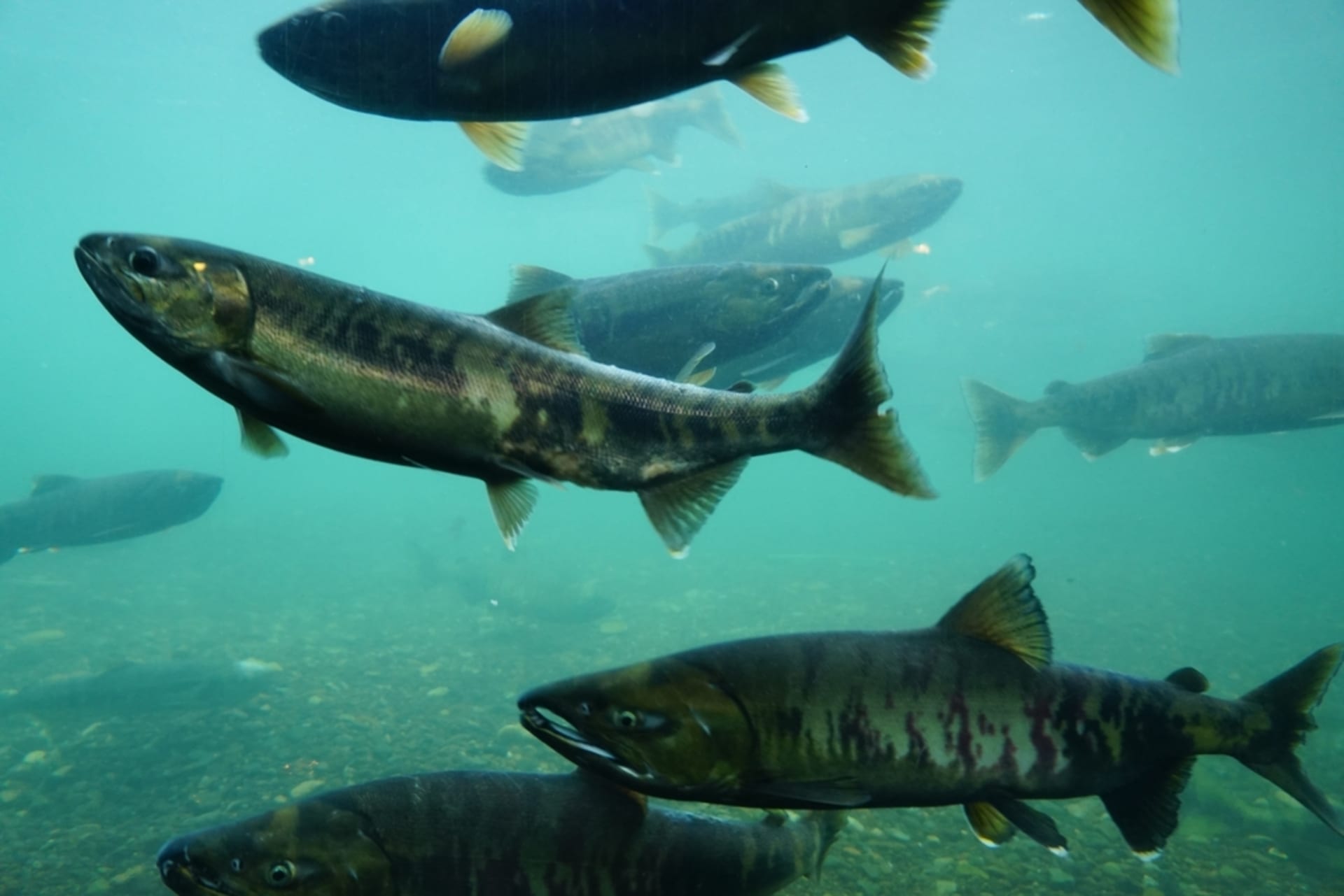 Sapporo Urban Salmon Run