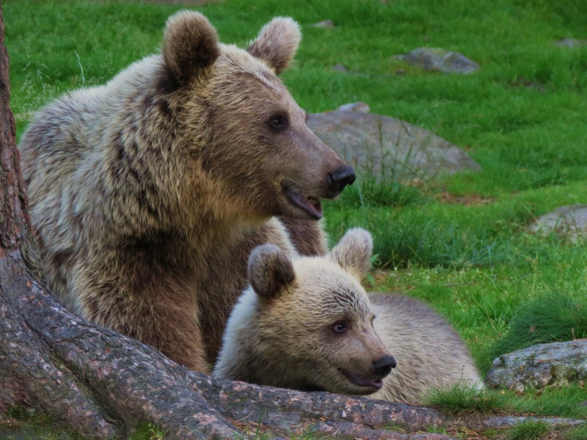Shiretoko Brown Bears (Salmon Run)