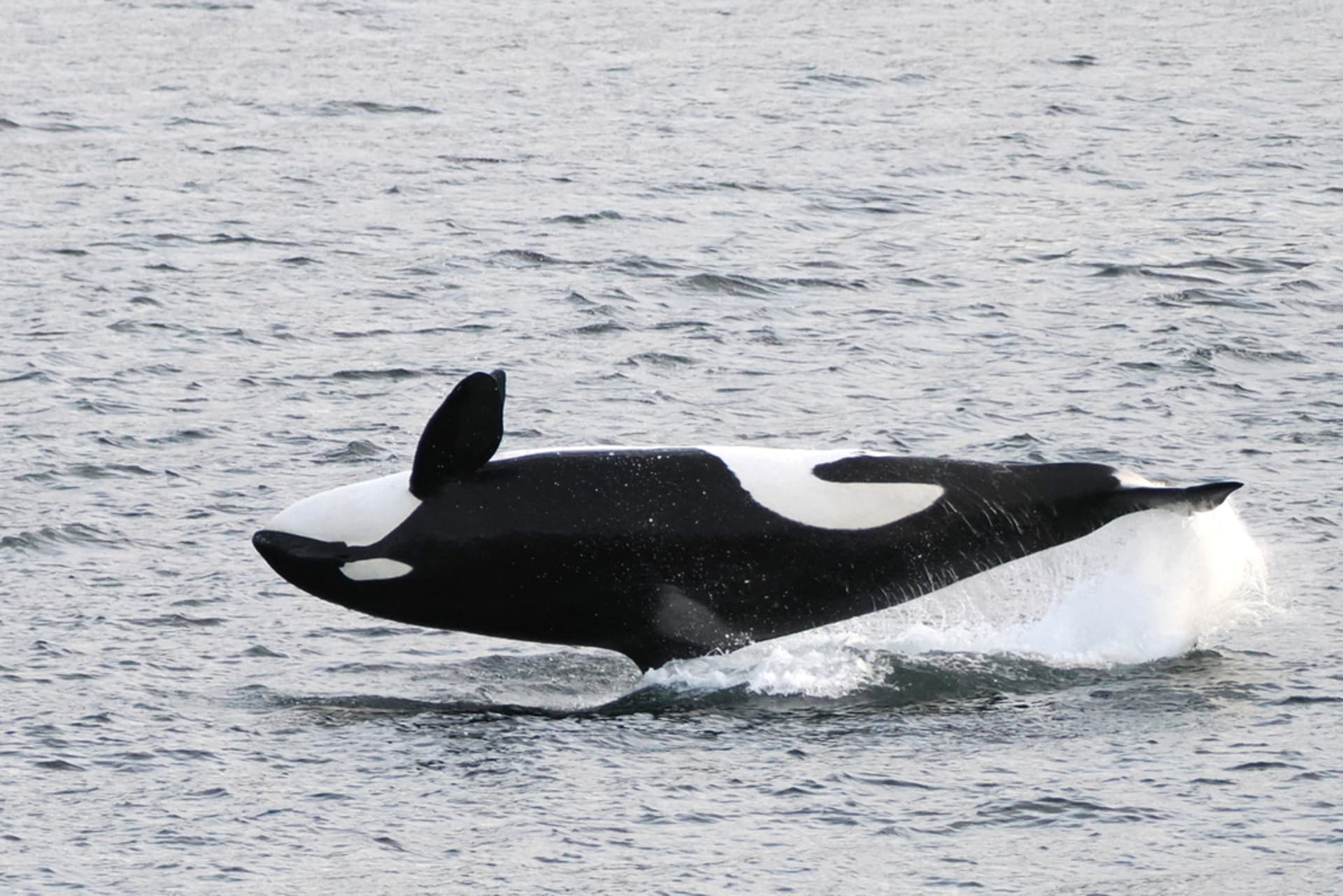 Shiretoko Rausu Orca Season