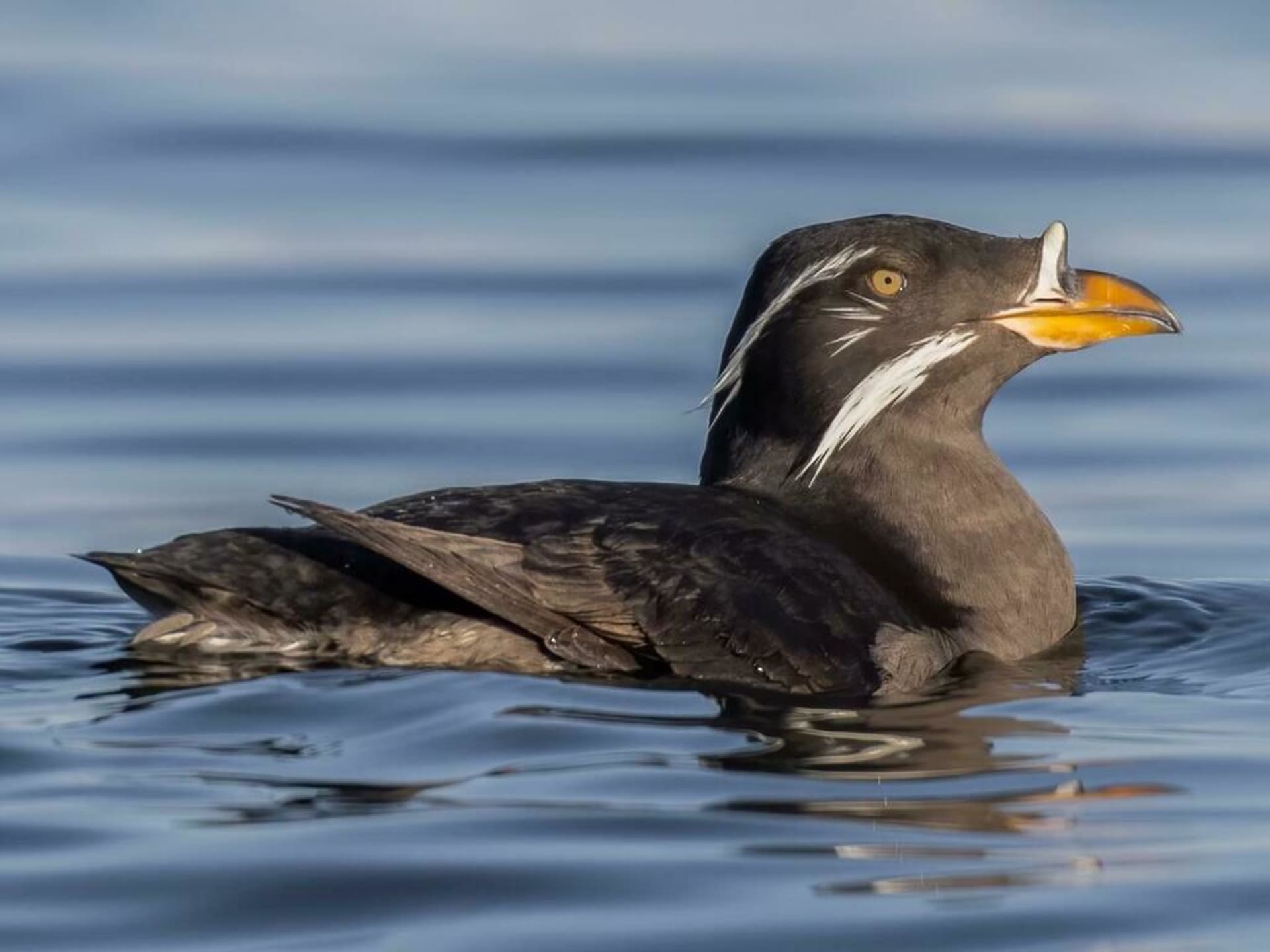 Teuri Island Seabird Colonies