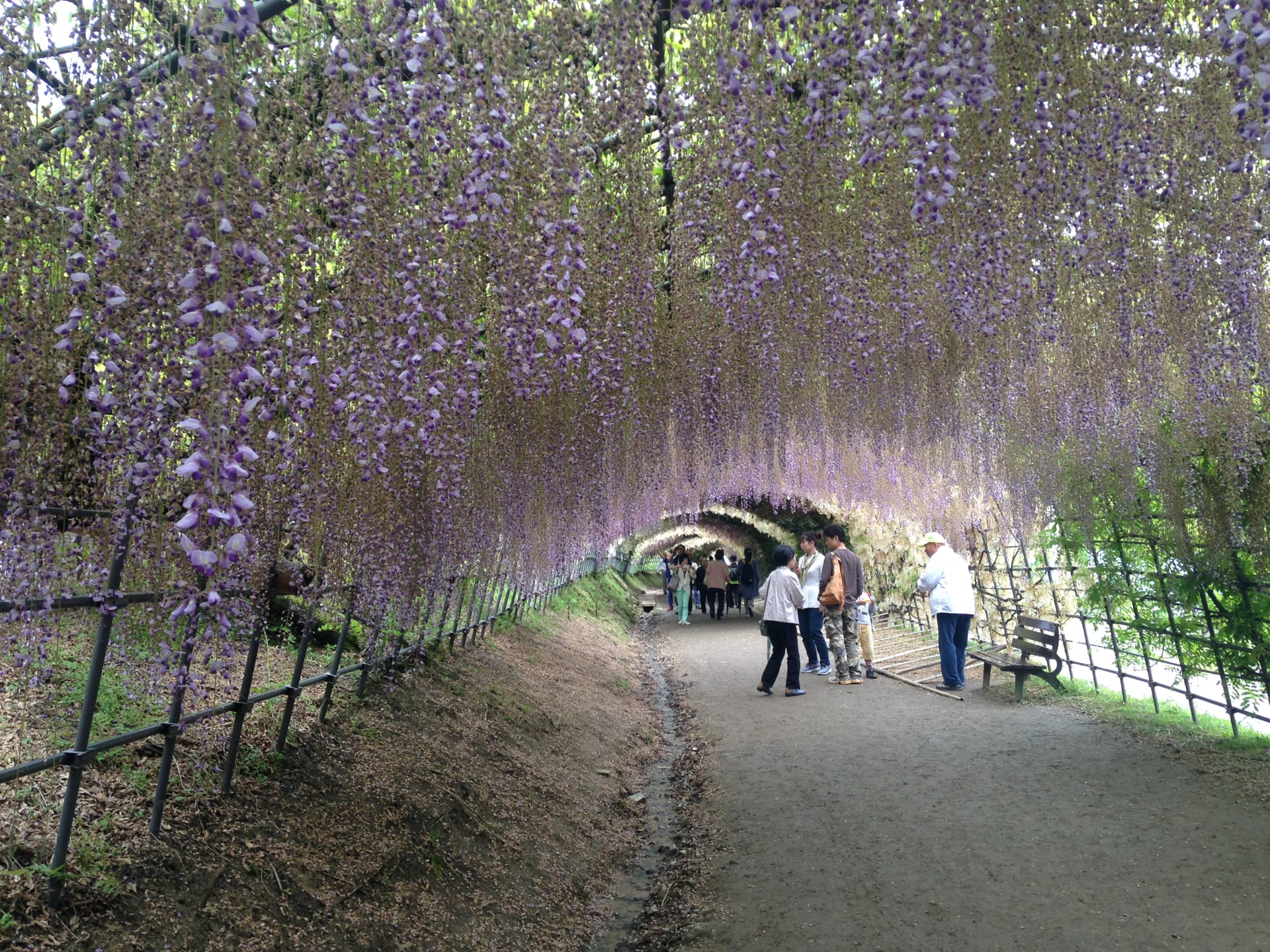 Wisteria Tunnels - Kawachi Fujien
