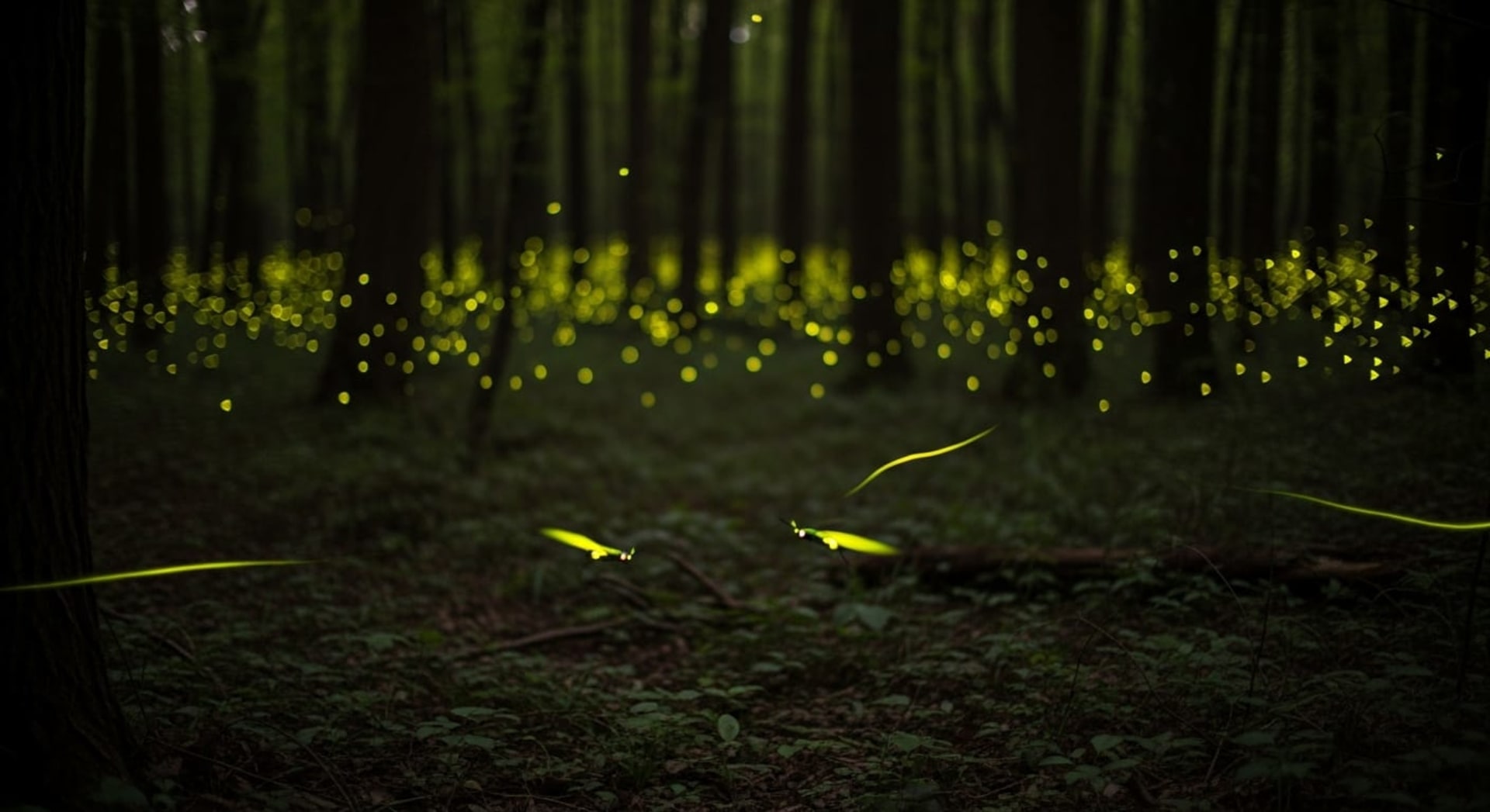 Yaeyama Himebotaru Firefly Illumination