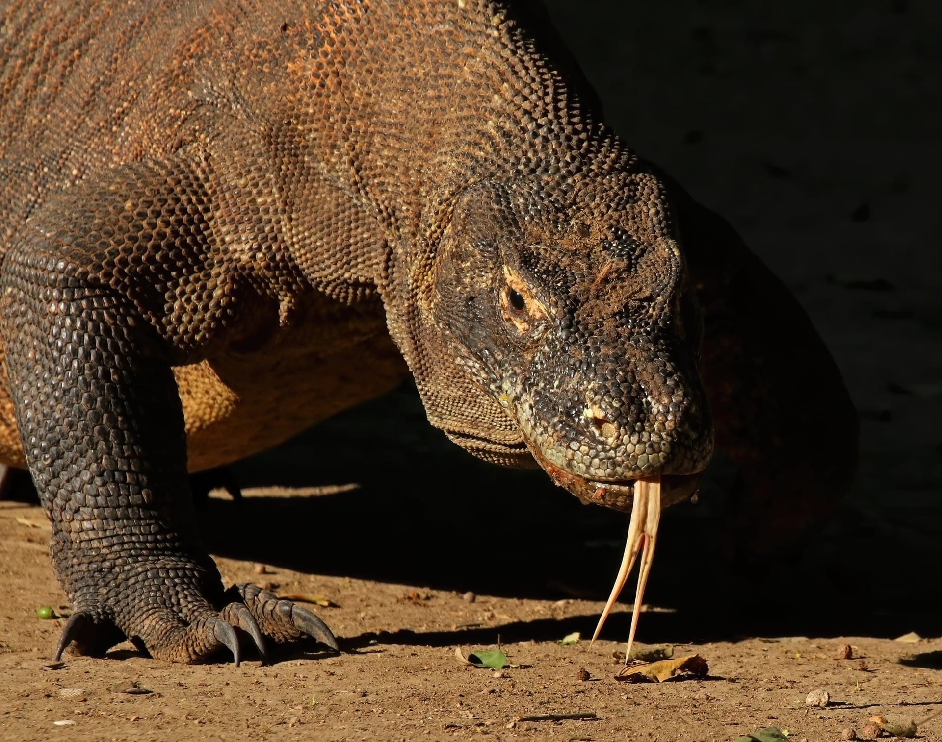 Komodo Dragon Mating Season