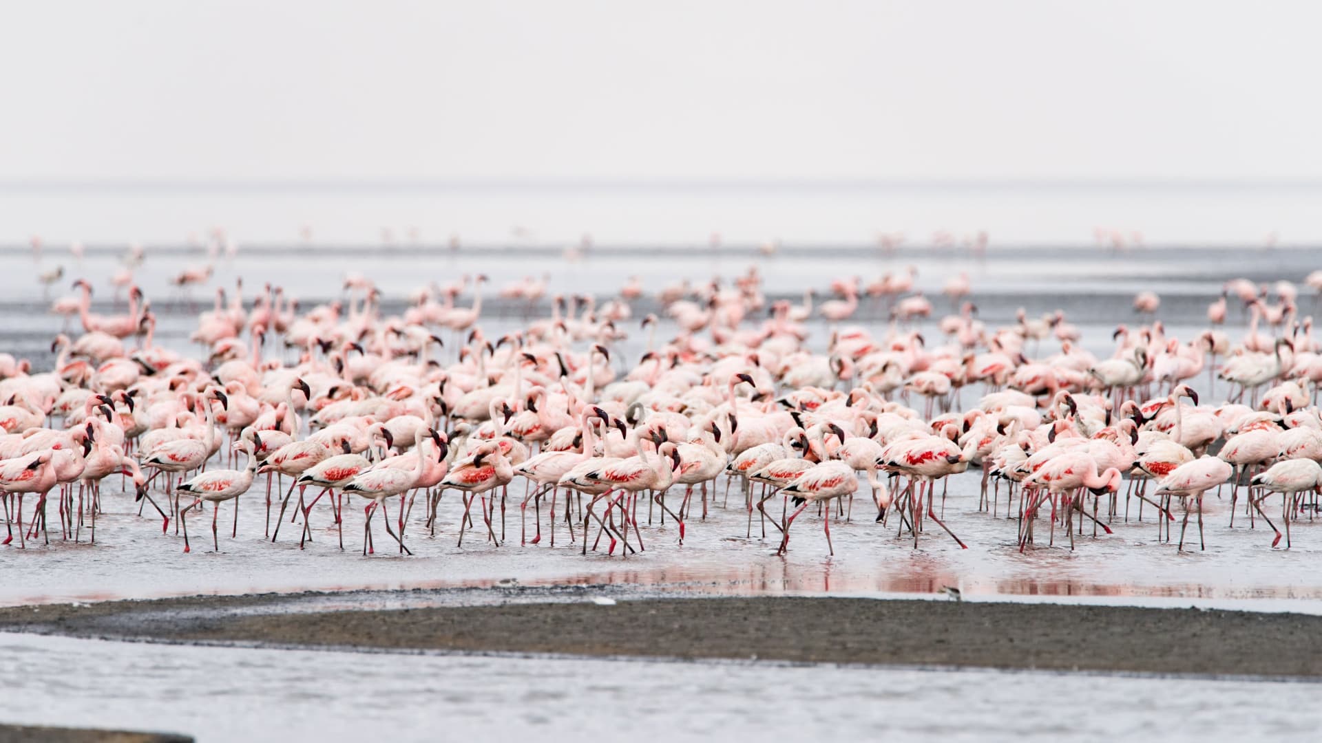 Lesser Flamingo Chick Hatch (Lake Natron)