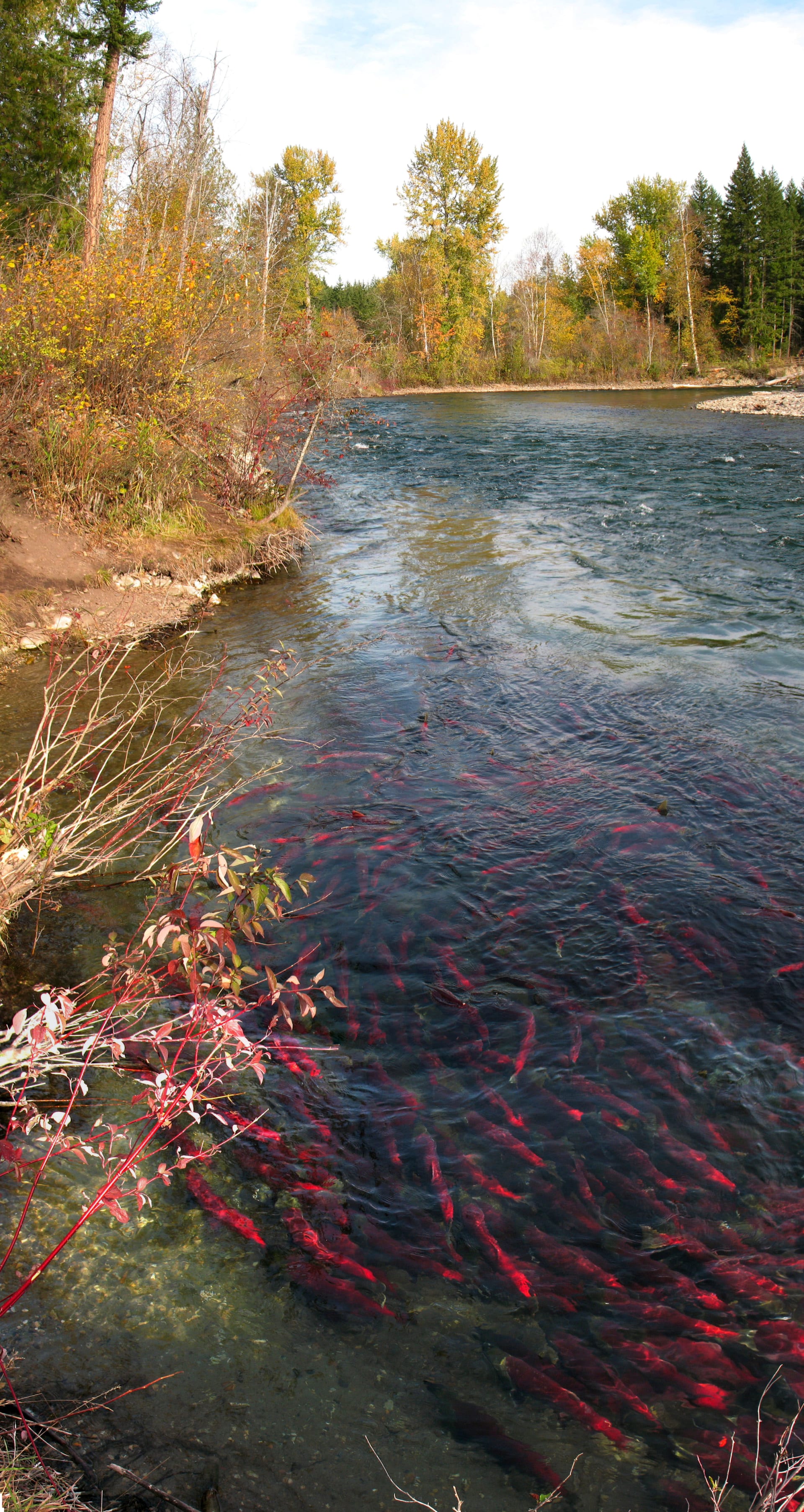 Adams River Sockeye Salmon Run