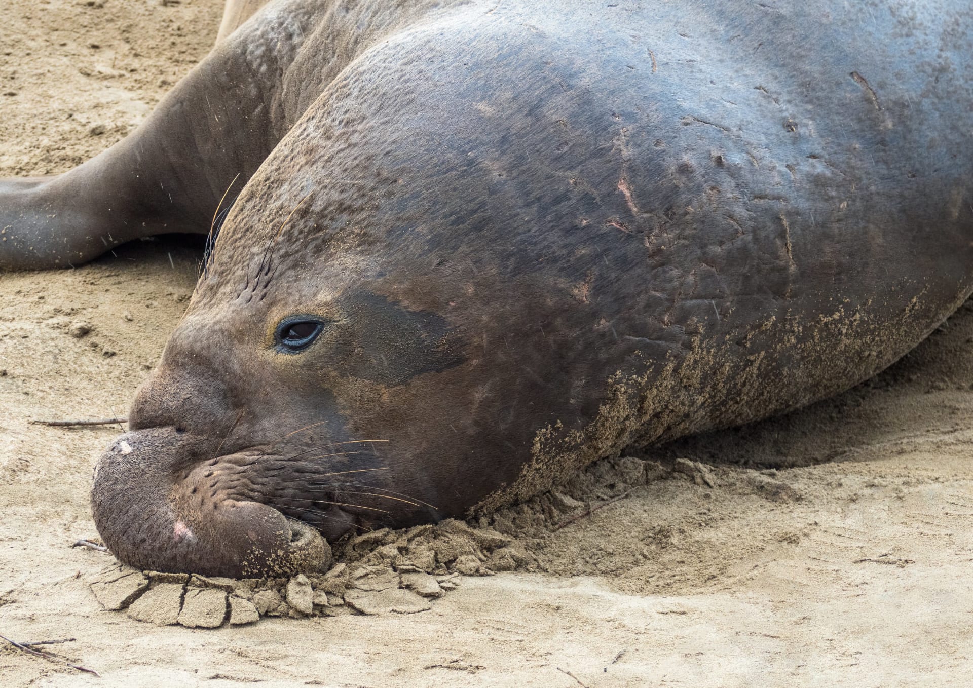 Año Nuevo Elephant Seal Pupping