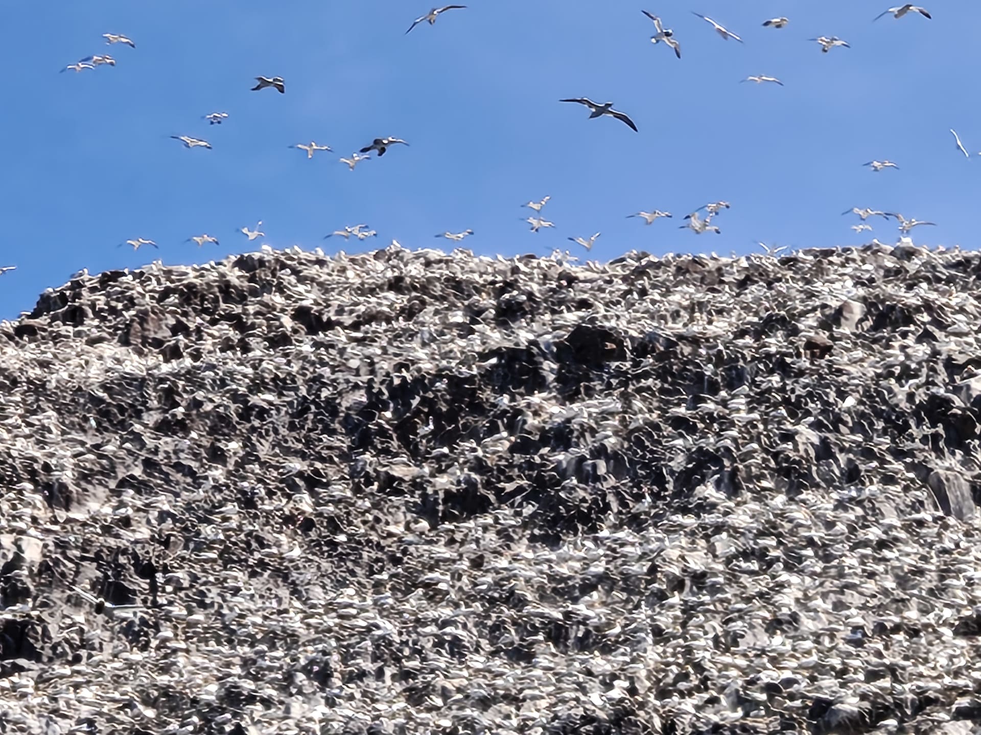 Bass Rock Gannet Breeding Season