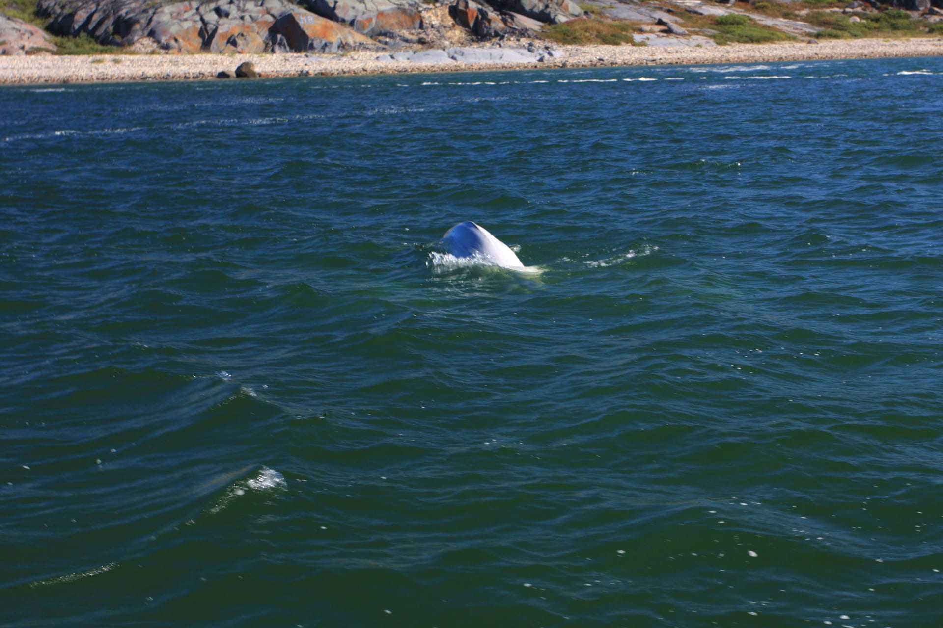 Beluga Whale Estuary Aggregation (Churchill)