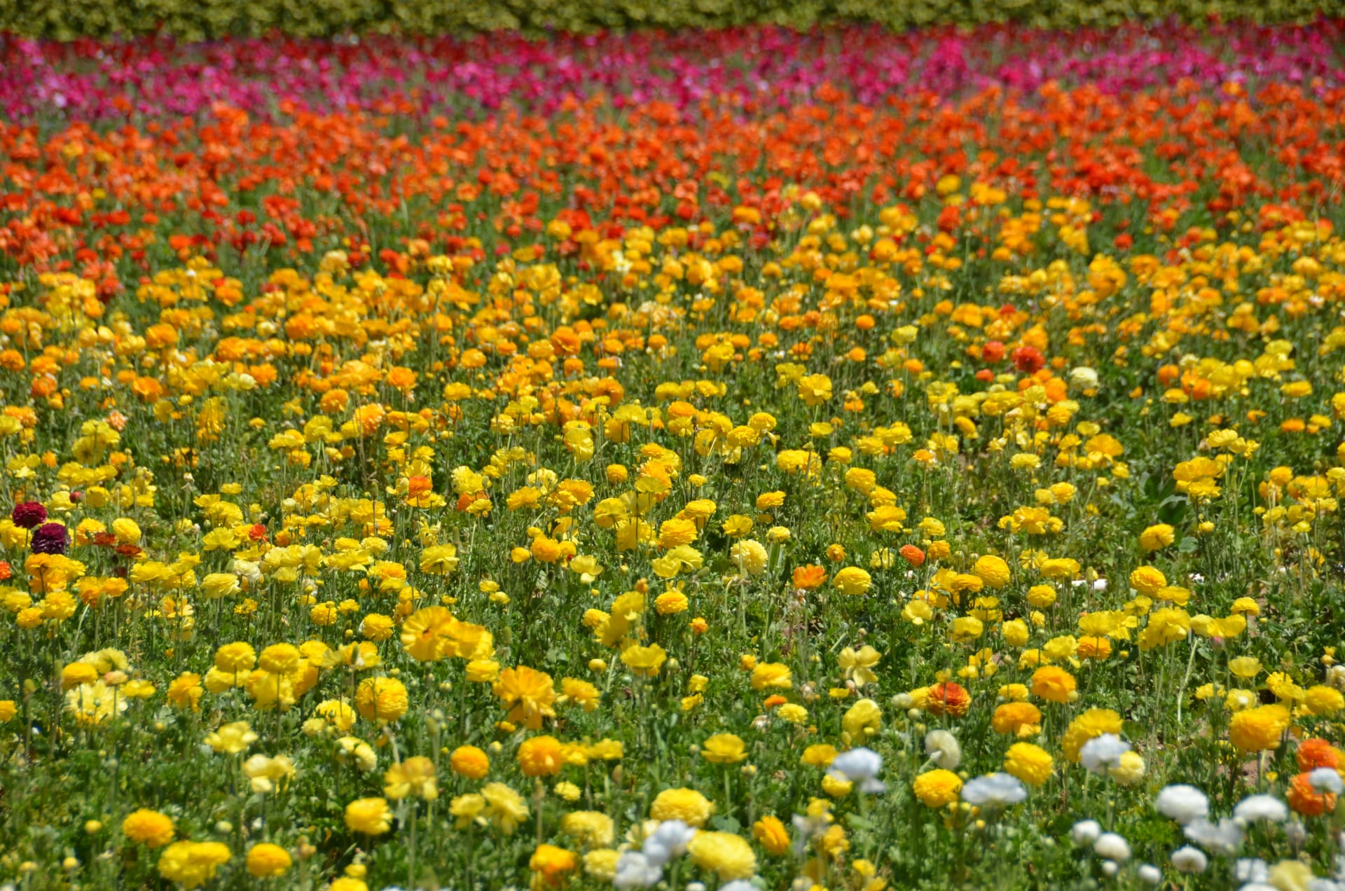 Carlsbad Ranunculus Flower Fields