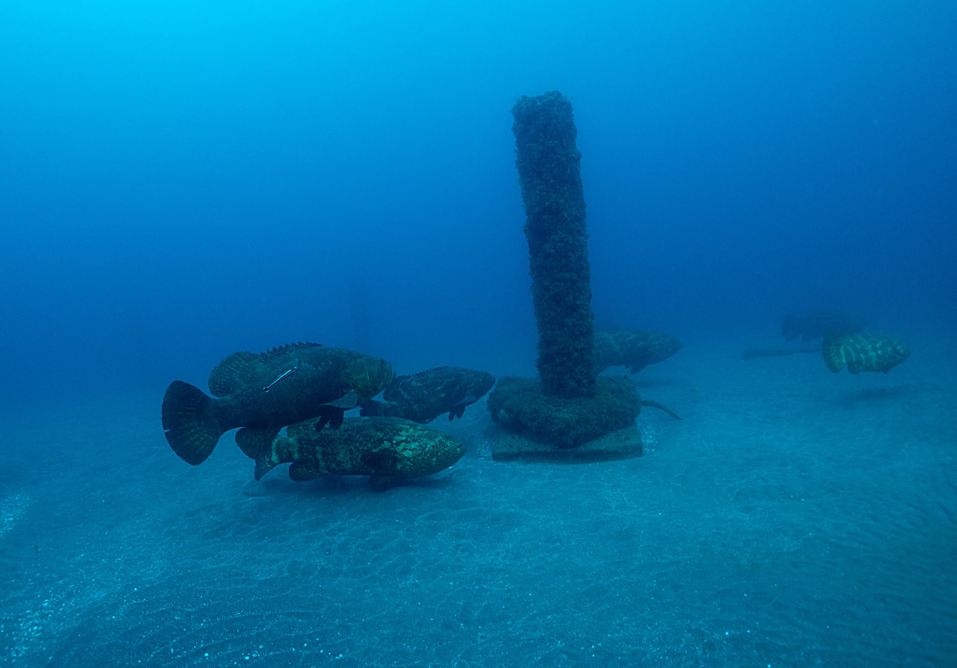 Goliath Grouper Spawning Aggregations (Jupiter, Florida)