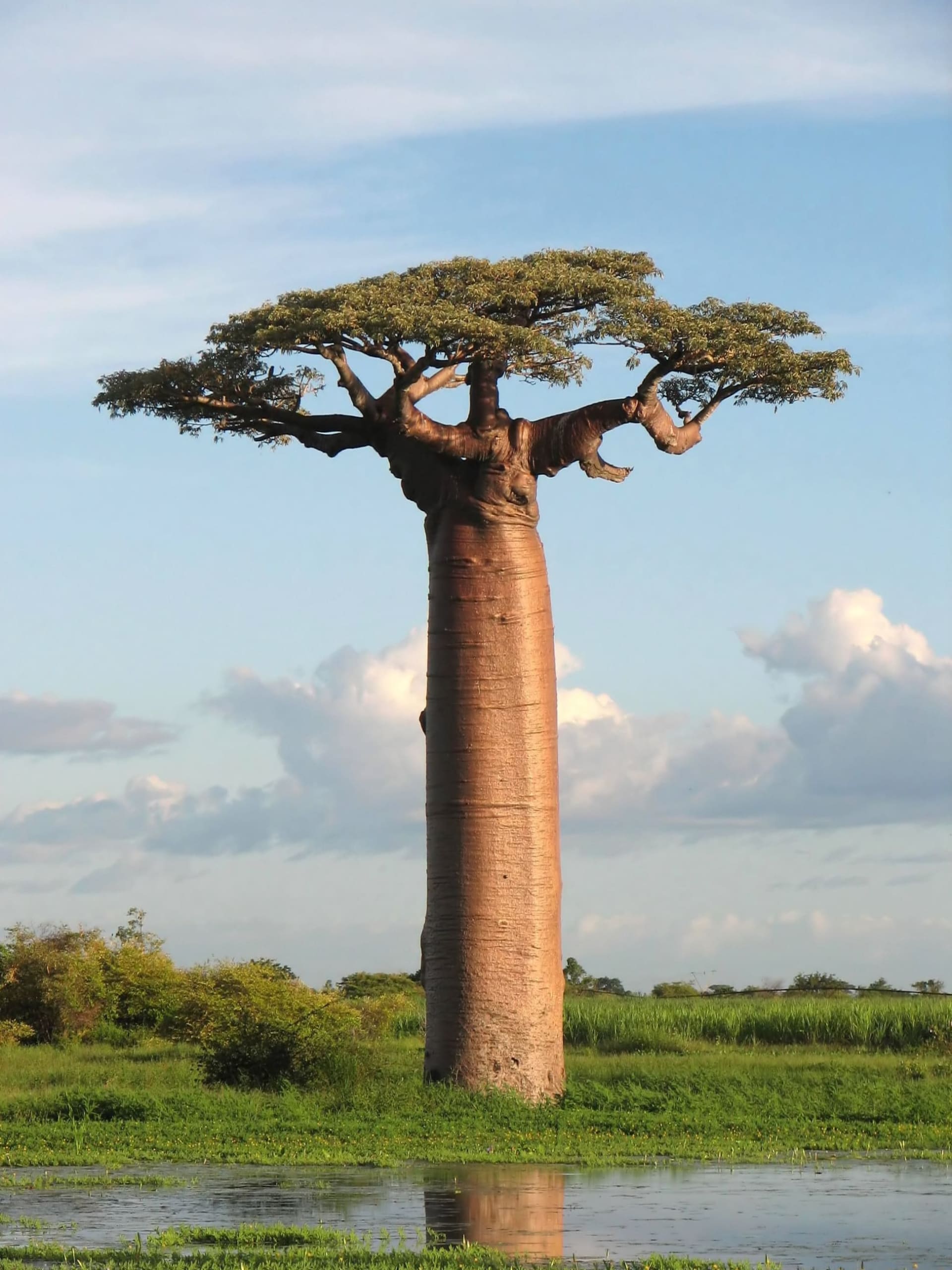 Grandidiers Baobab Night Flowering, Morondava