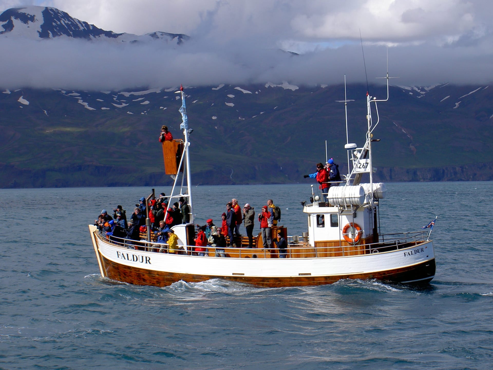 Húsavík Summer Whale Feeding Season