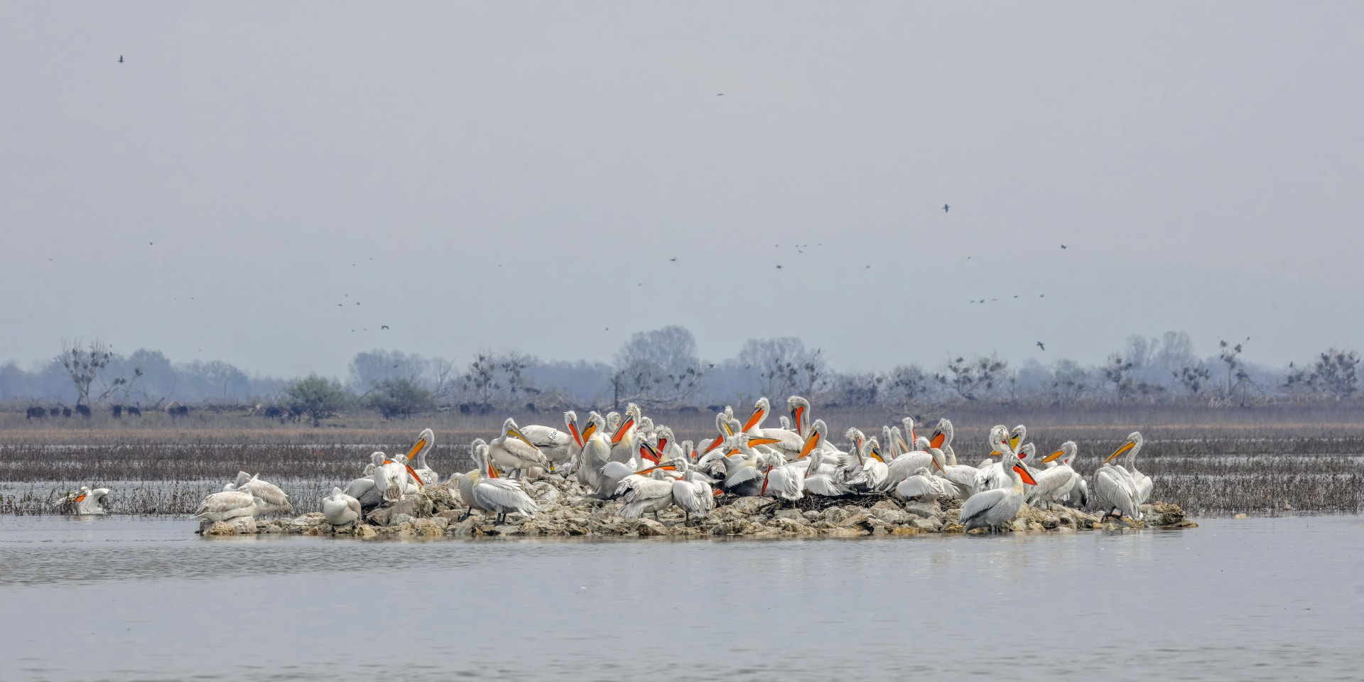 Lake Kerkini Dalmatian Pelican Nesting Mega-Colony