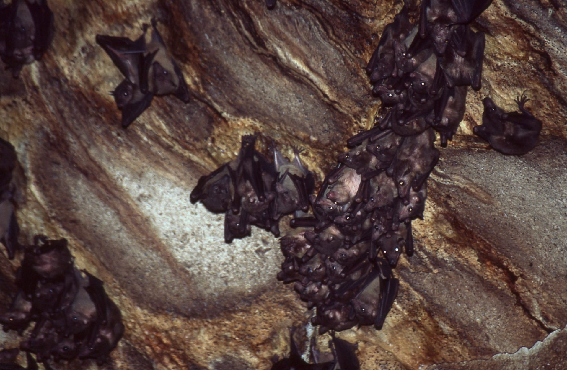 Ankarana Cave Bat Emergence