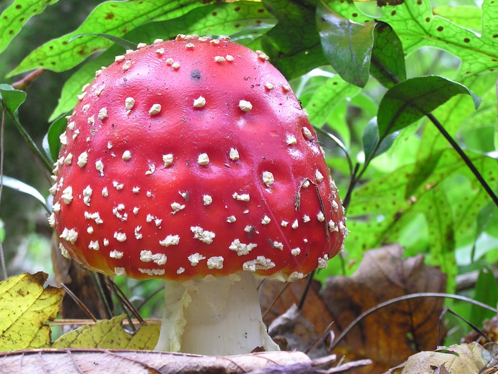 Caledonian Forest Fly Agaric Mushroom Flush