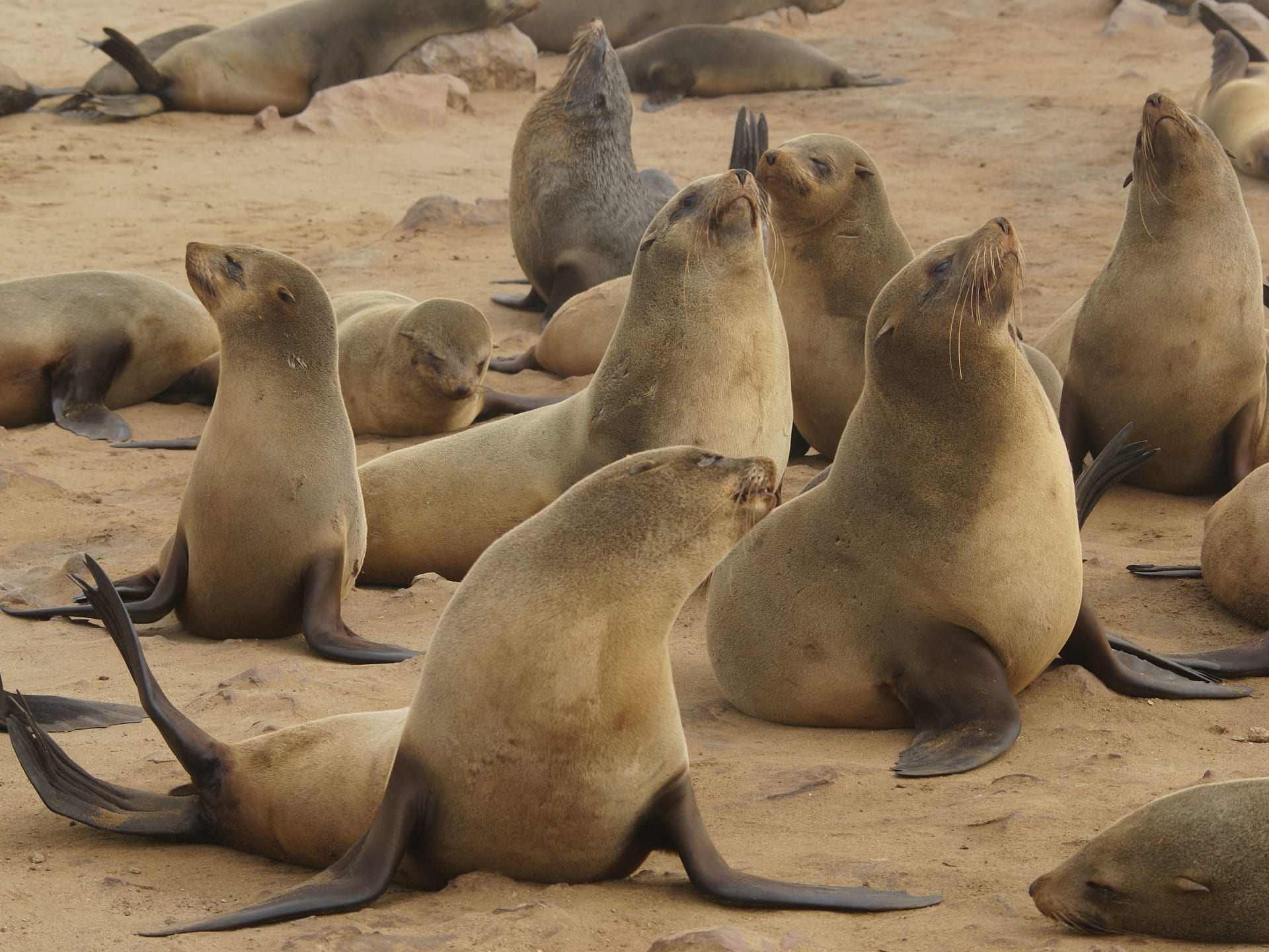 Cape fur seal pup mega-colony (Namibia)