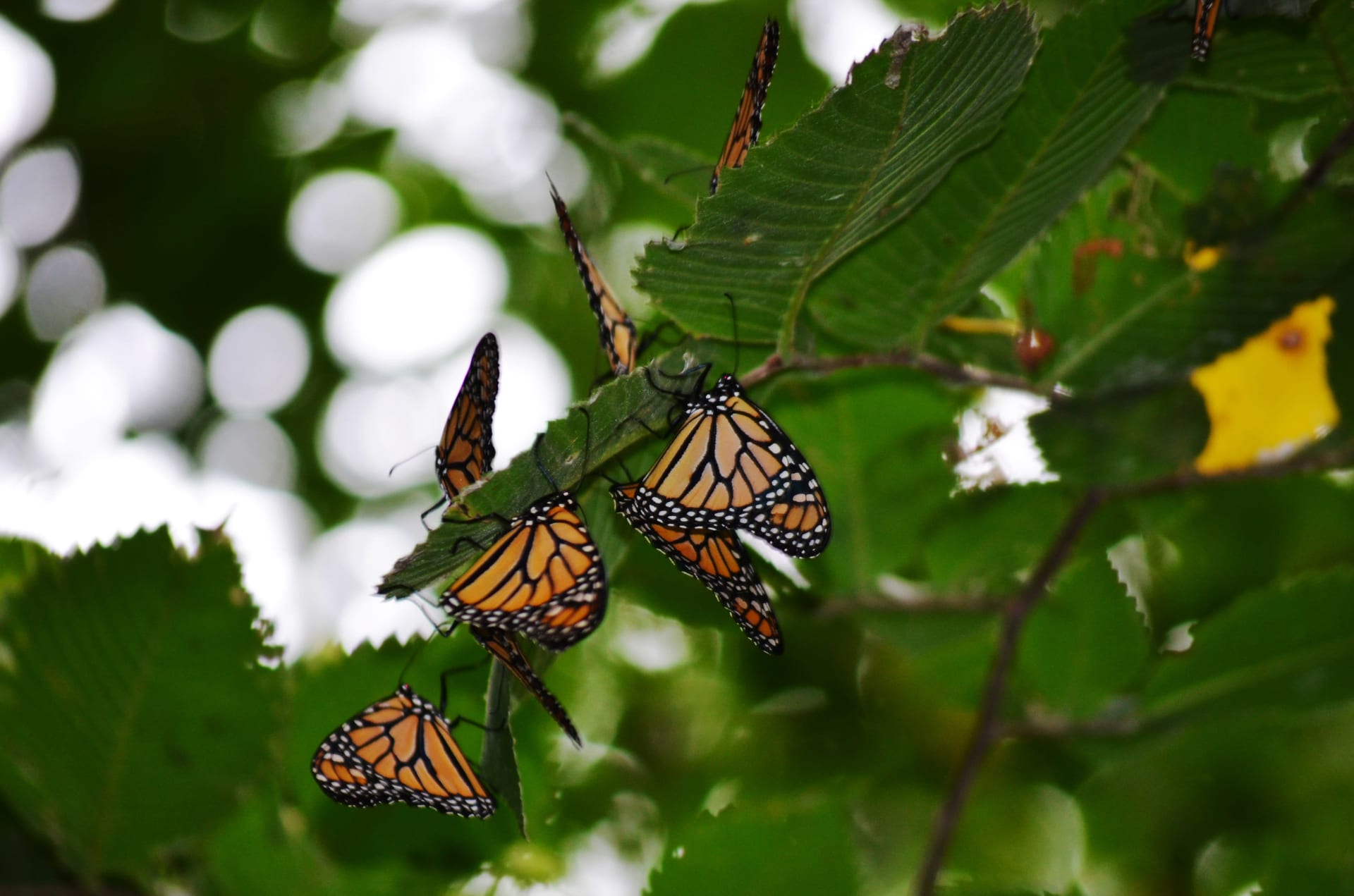 Cape May Monarch Butterfly Roosting
